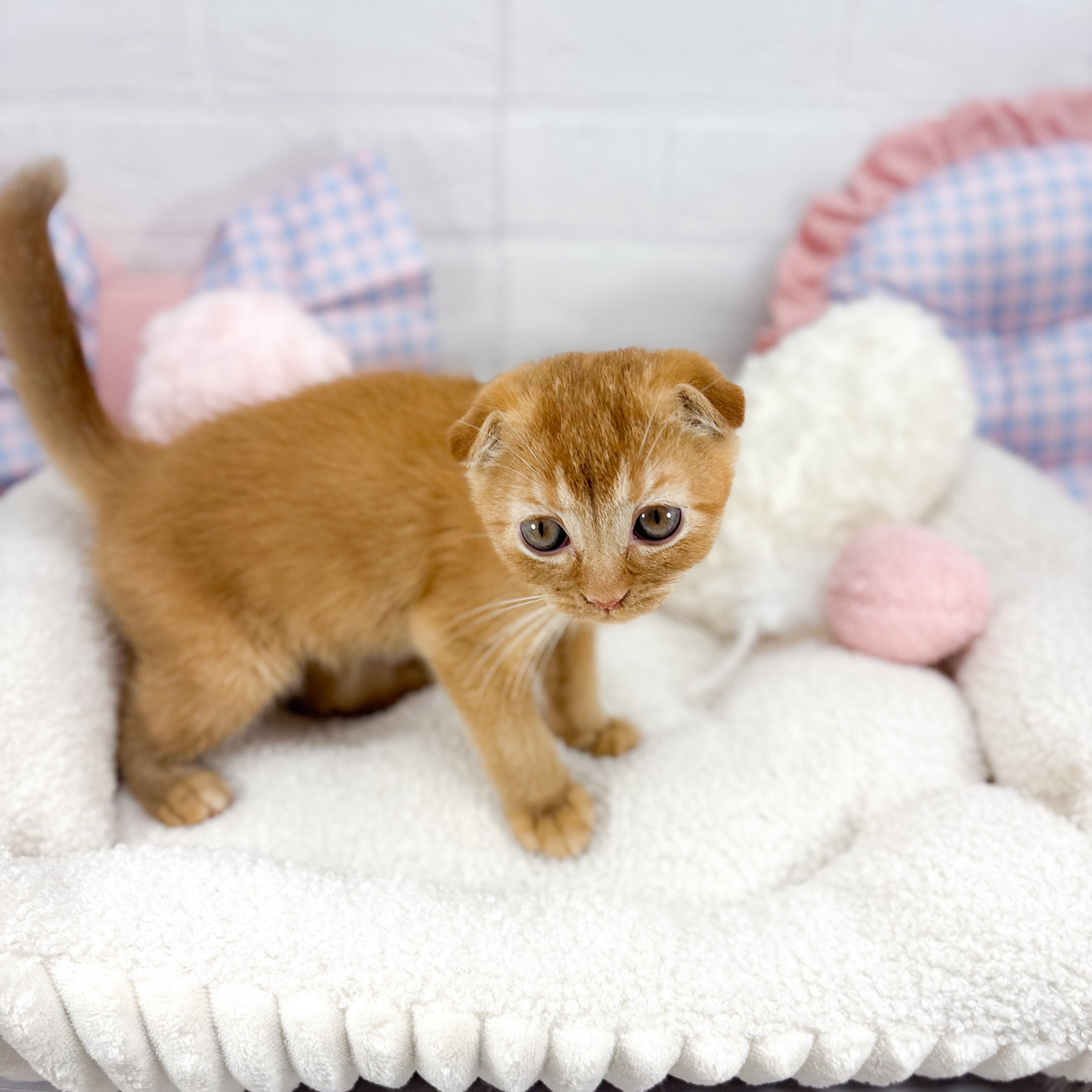 神奈川県のスコティッシュフォールド (犬の家＆猫の里元住吉ブレーメン通り店/2025年9月23日生まれ/女の子/レッドタビー)の子猫の2枚目の画像