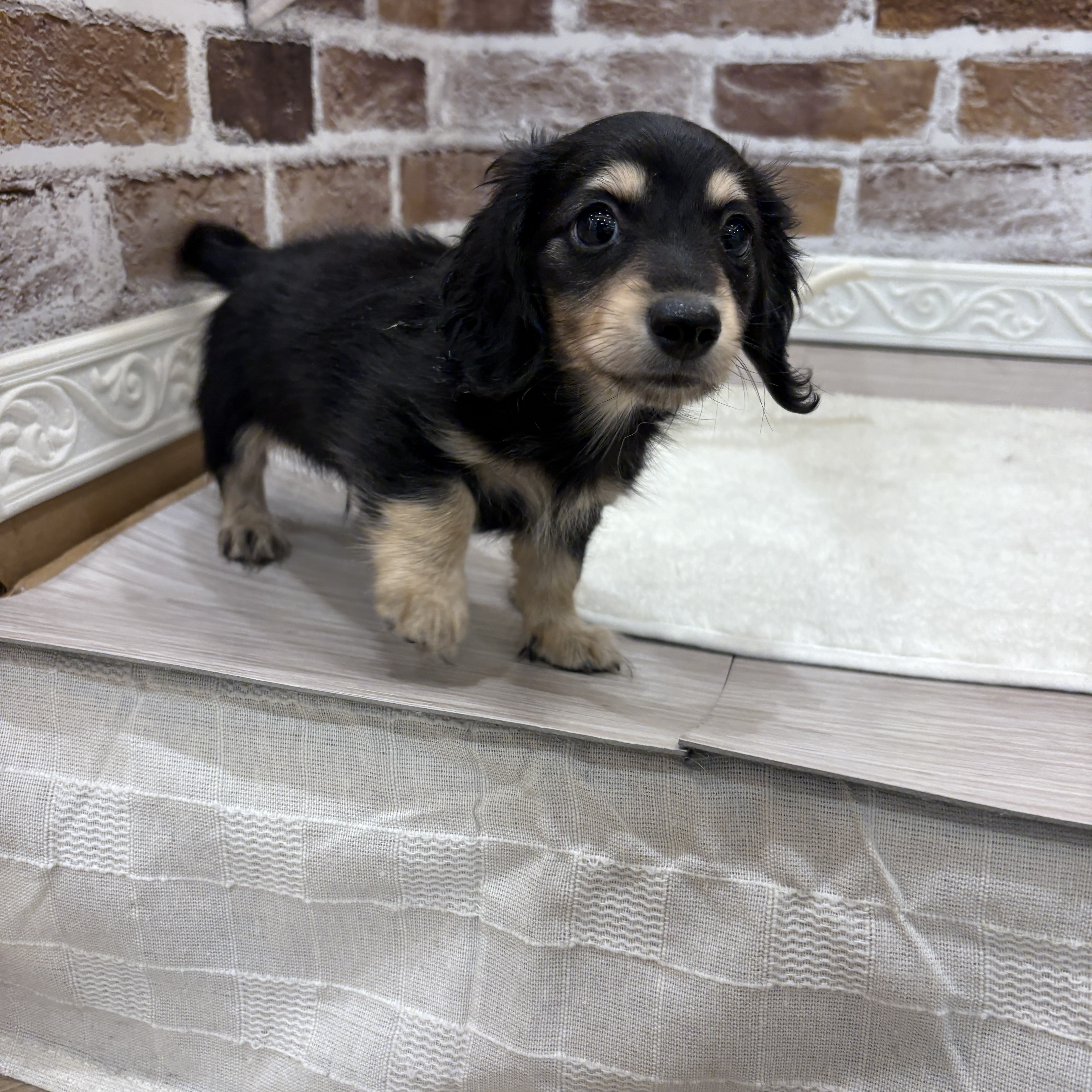 三重県のカニンヘンダックスフンド(ロング) (犬の家＆猫の里三重桑名店/2026年4月16日生まれ/男の子/ブラックイエロー)の子犬の1枚目の画像