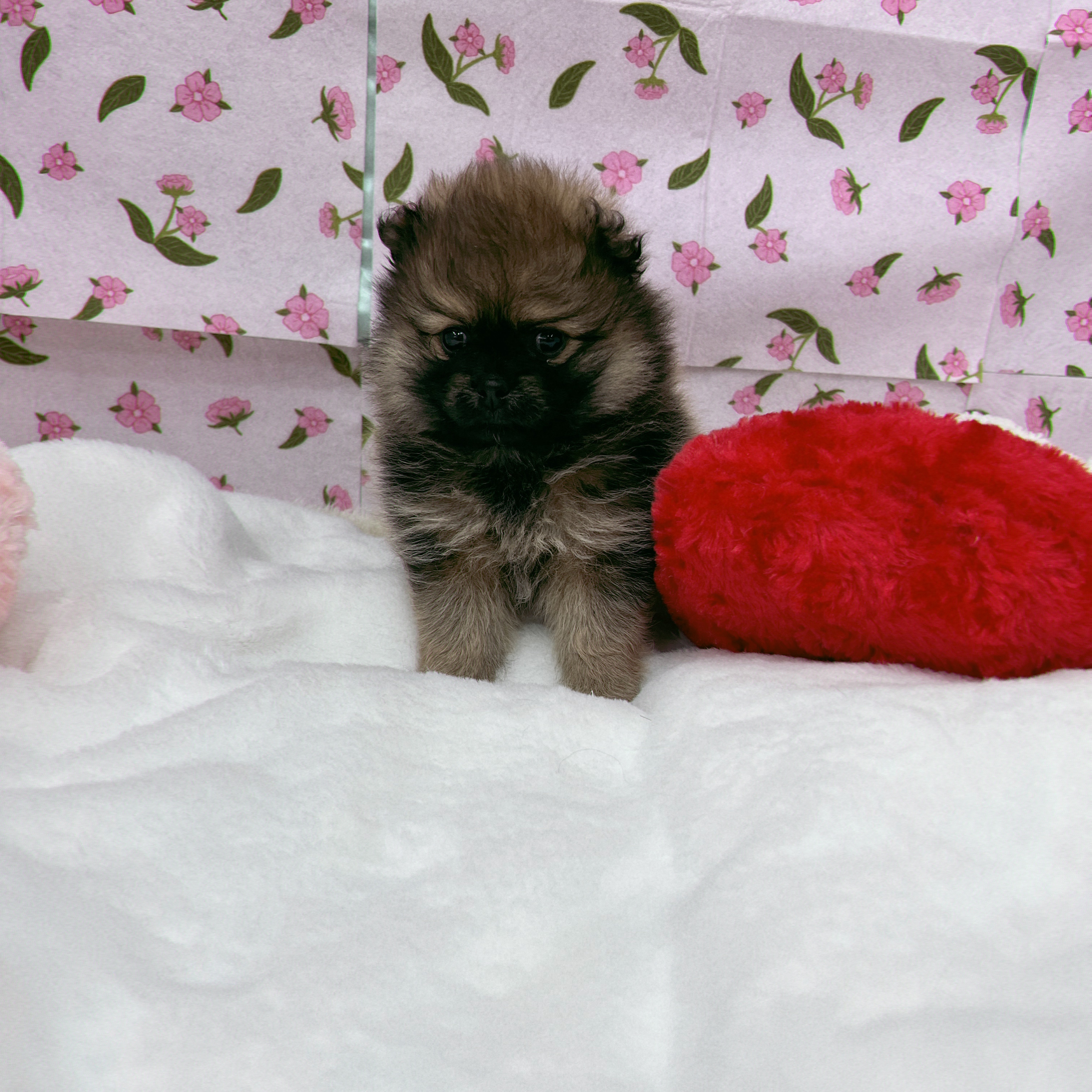 愛知県のポメラニアン (犬の家＆猫の里エアポートウォーク店/2026年1月26日生まれ/女の子/オレンジ)の子犬の1枚目の画像