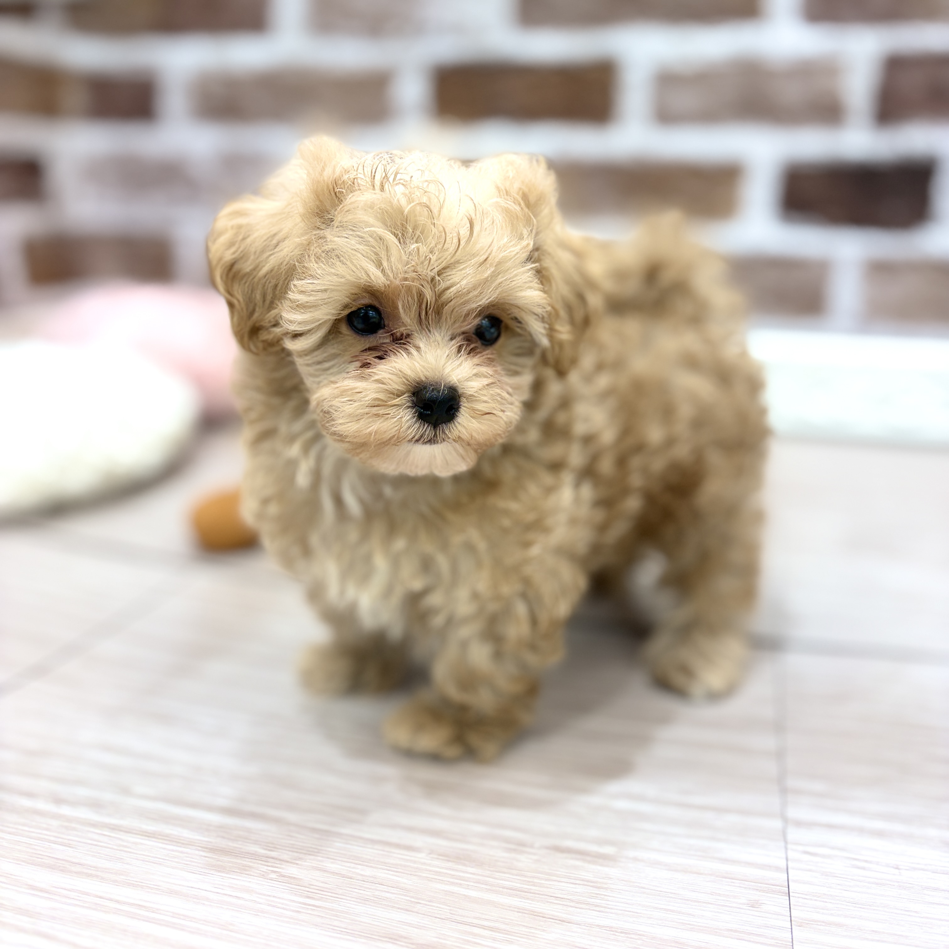 三重県のマルプー(マルチーズ×プードル) (犬の家＆猫の里三重桑名店/2026年3月2日生まれ/男の子/アプリコット)の子犬の2枚目の画像