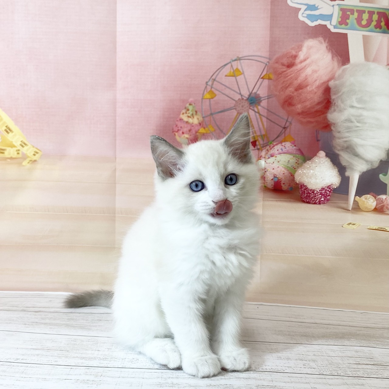 兵庫県のラグドール (犬の家＆猫の里尼崎店/2026年8月15日生まれ/男の子/ブルーポイントバイカラー)の子猫の2枚目の画像