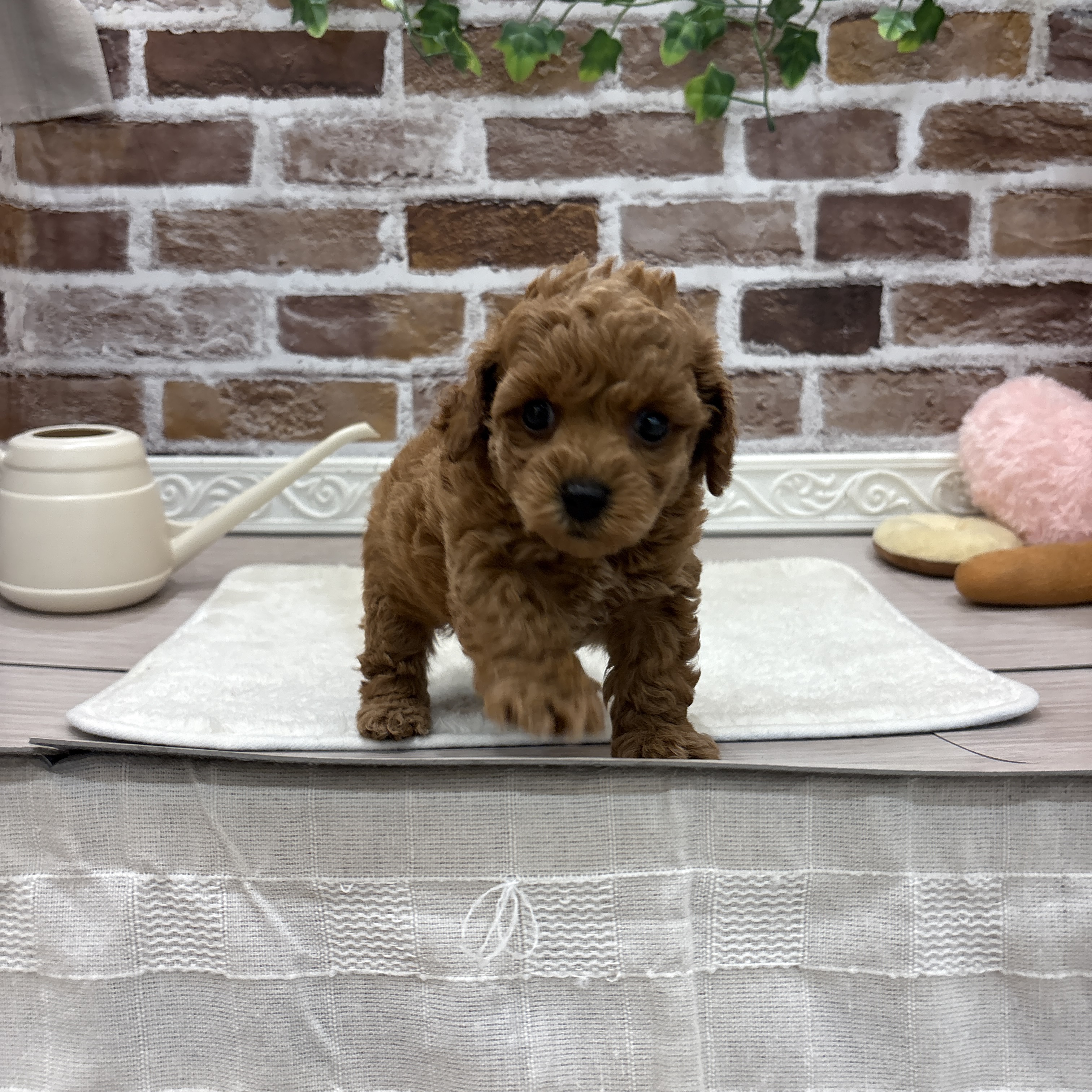 三重県のトイプードル(トイ) (犬の家＆猫の里三重桑名店/2026年4月21日生まれ/女の子/レッド)の子犬の2枚目の画像