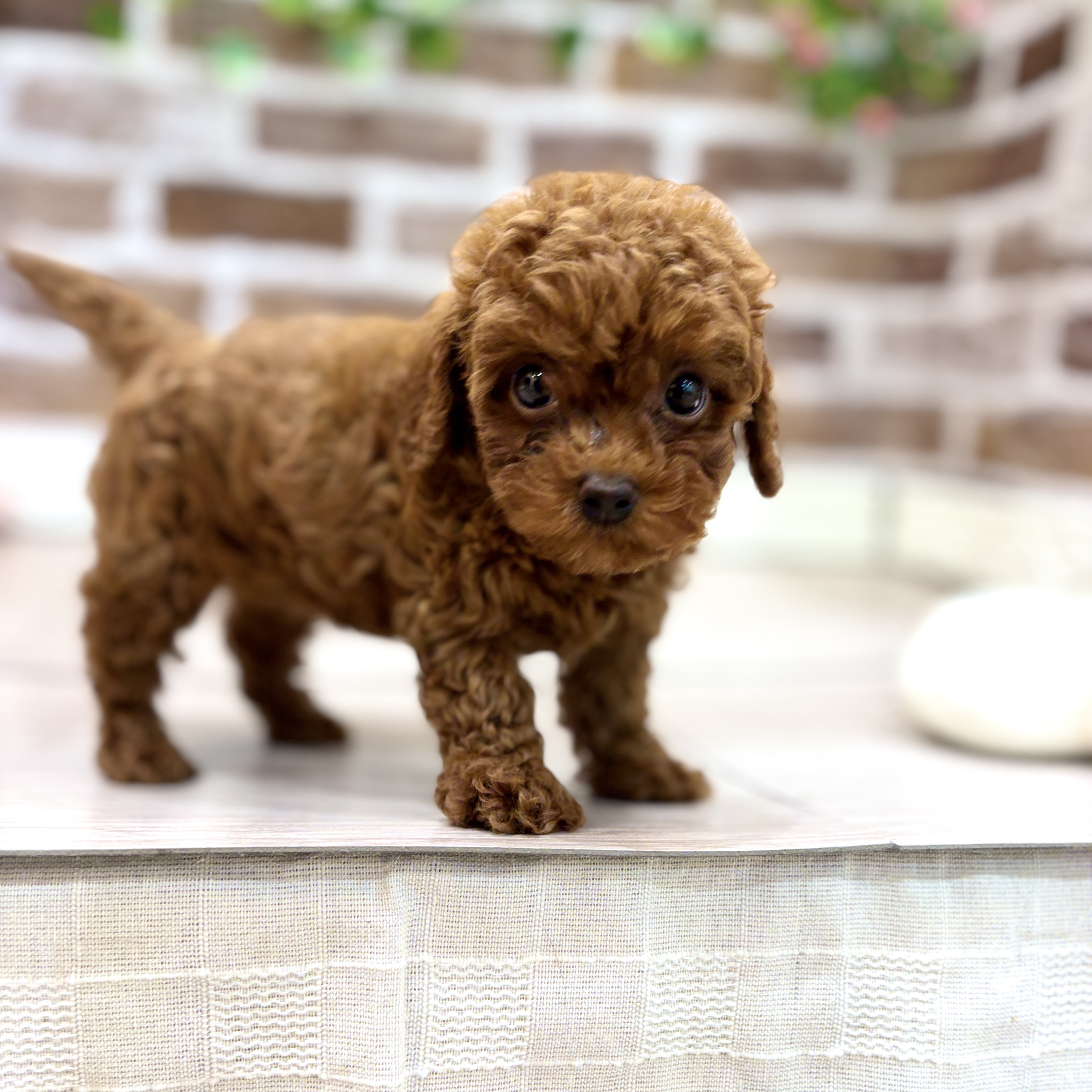 三重県のトイプードル(トイ) (犬の家＆猫の里三重桑名店/2026年3月2日生まれ/女の子/レッド)の子犬の2枚目の画像