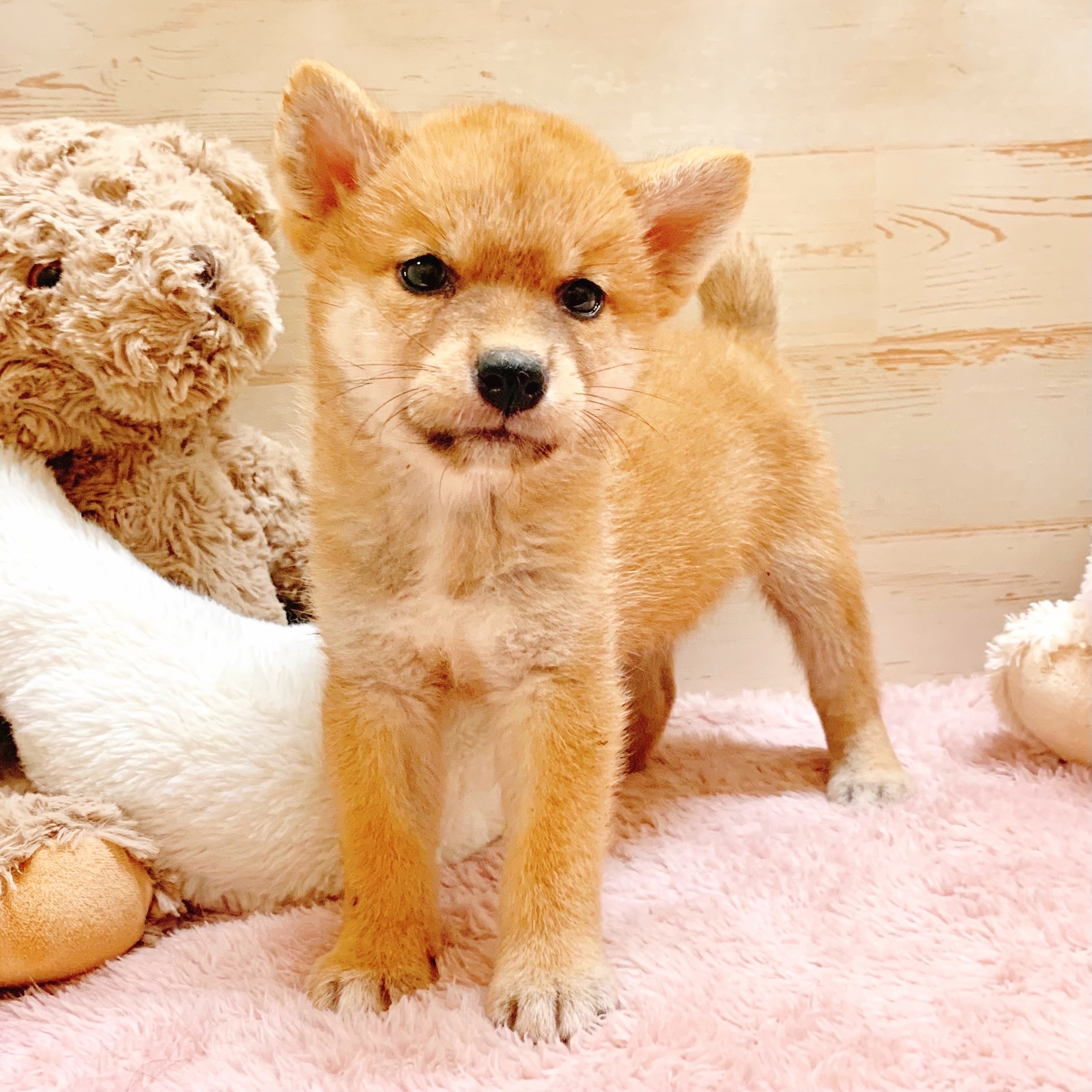 兵庫県の柴犬(標準サイズ) (犬の家＆猫の里神戸店/2025年7月3日生まれ/女の子/赤)の子犬の1枚目の画像