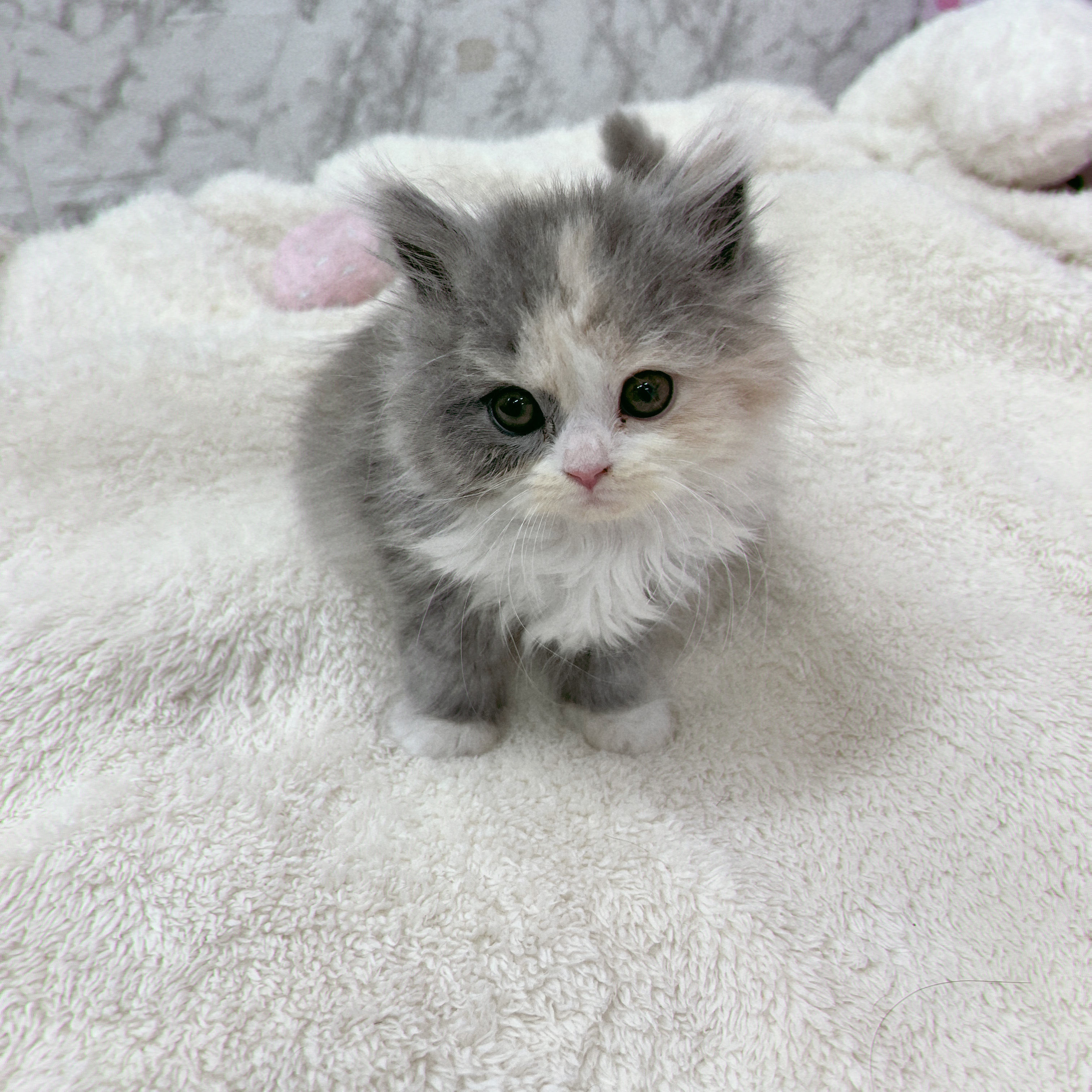 愛知県のスコティッシュフォールド (犬の家＆猫の里エアポートウォーク店/2026年1月26日生まれ/女の子/ブルーパッチドタビーホワイト)の子猫の2枚目の画像