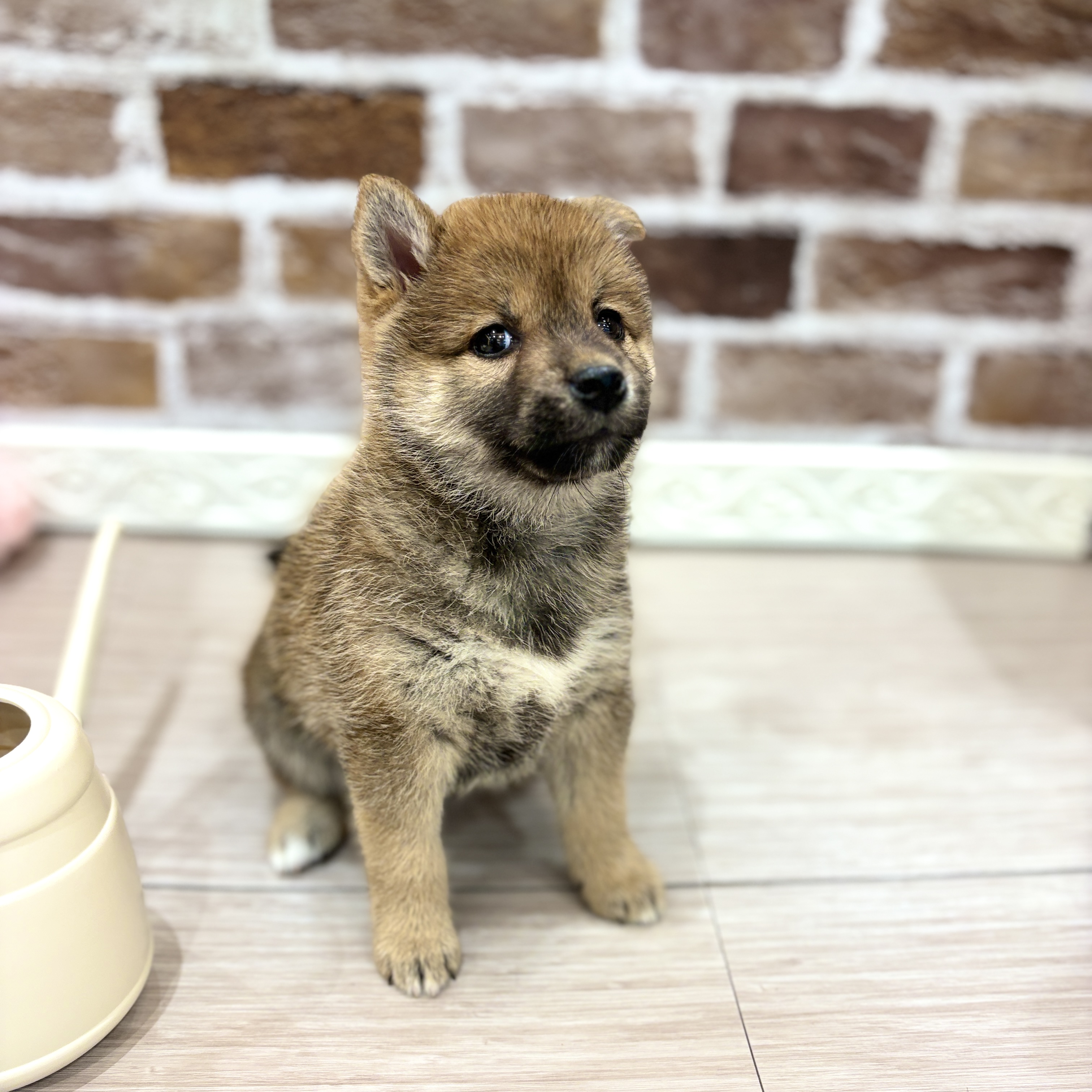 三重県の柴犬(標準サイズ) (犬の家＆猫の里三重桑名店/2026年3月4日生まれ/女の子/赤)の子犬の2枚目の画像