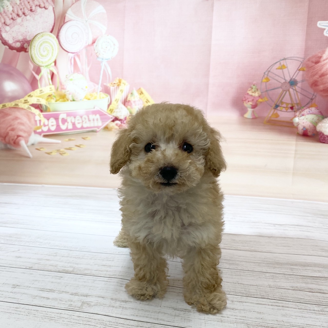 兵庫県のトイプードル(トイ) (犬の家＆猫の里尼崎店/2026年8月16日生まれ/女の子/ペールフォーン)の子犬の1枚目の画像