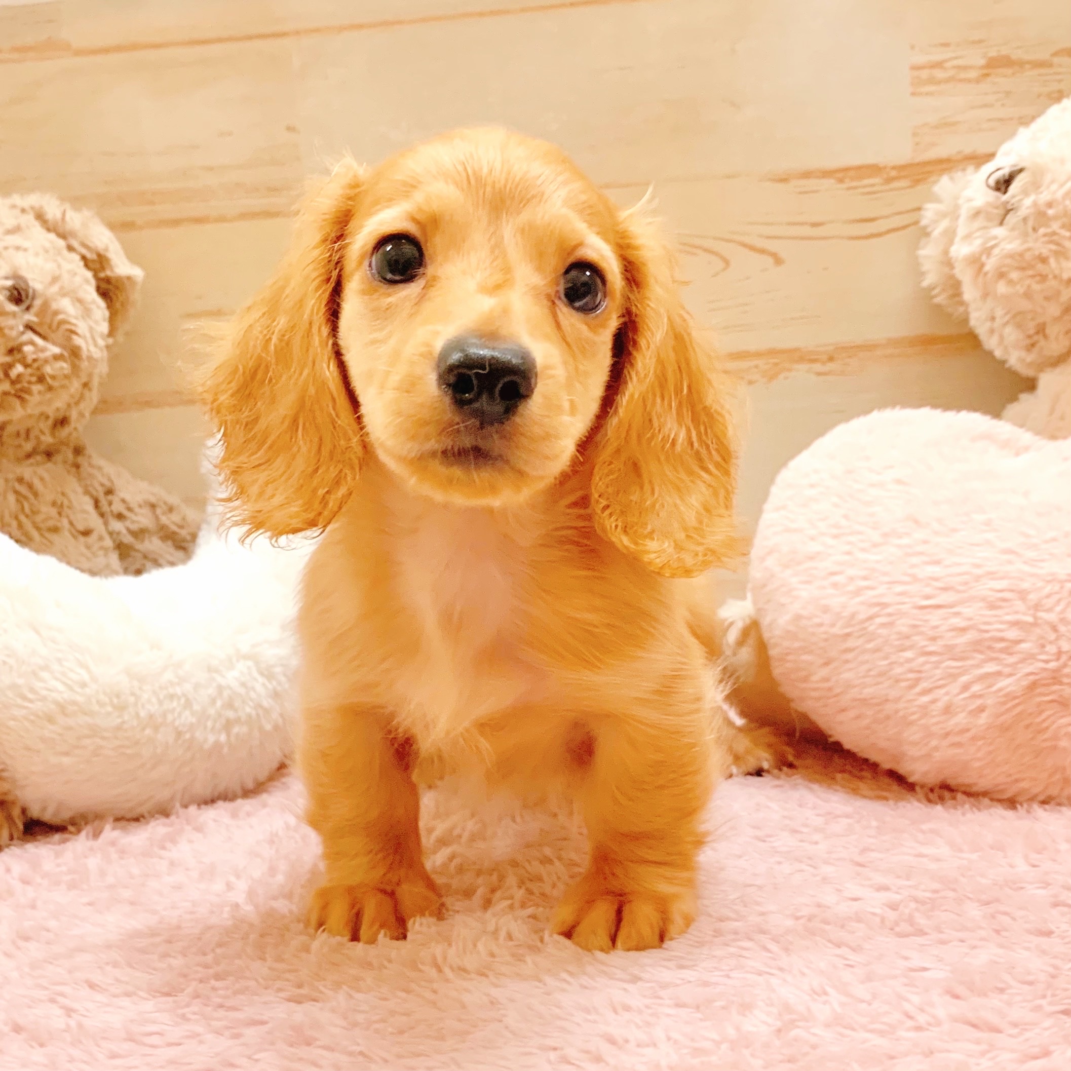 兵庫県のミニチュアダックスフンド(ロング) (犬の家＆猫の里神戸店/2025年7月3日生まれ/男の子/ゴールド)の子犬の2枚目の画像