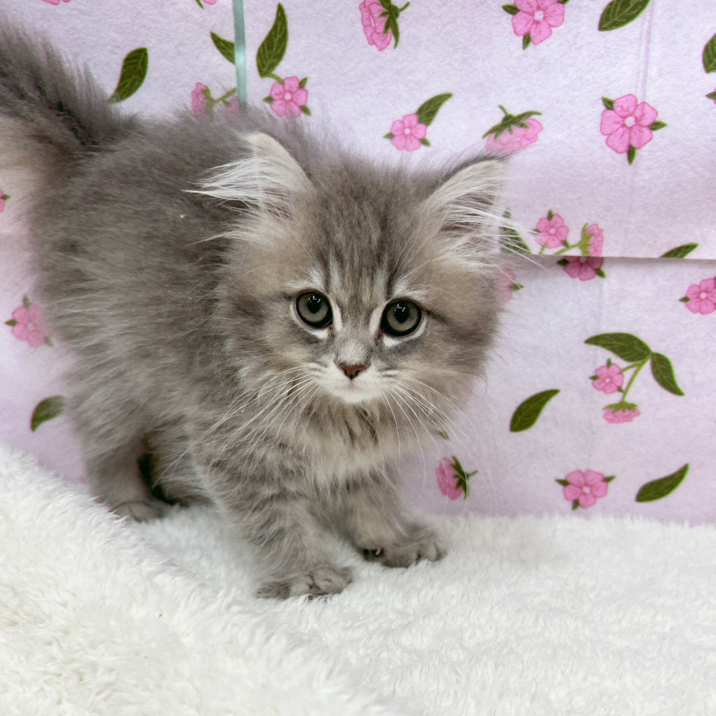 愛知県のマンチカン (犬の家＆猫の里エアポートウォーク店/2026年1月25日生まれ/女の子/ブルーパッチドタビー)の子猫の1枚目の画像