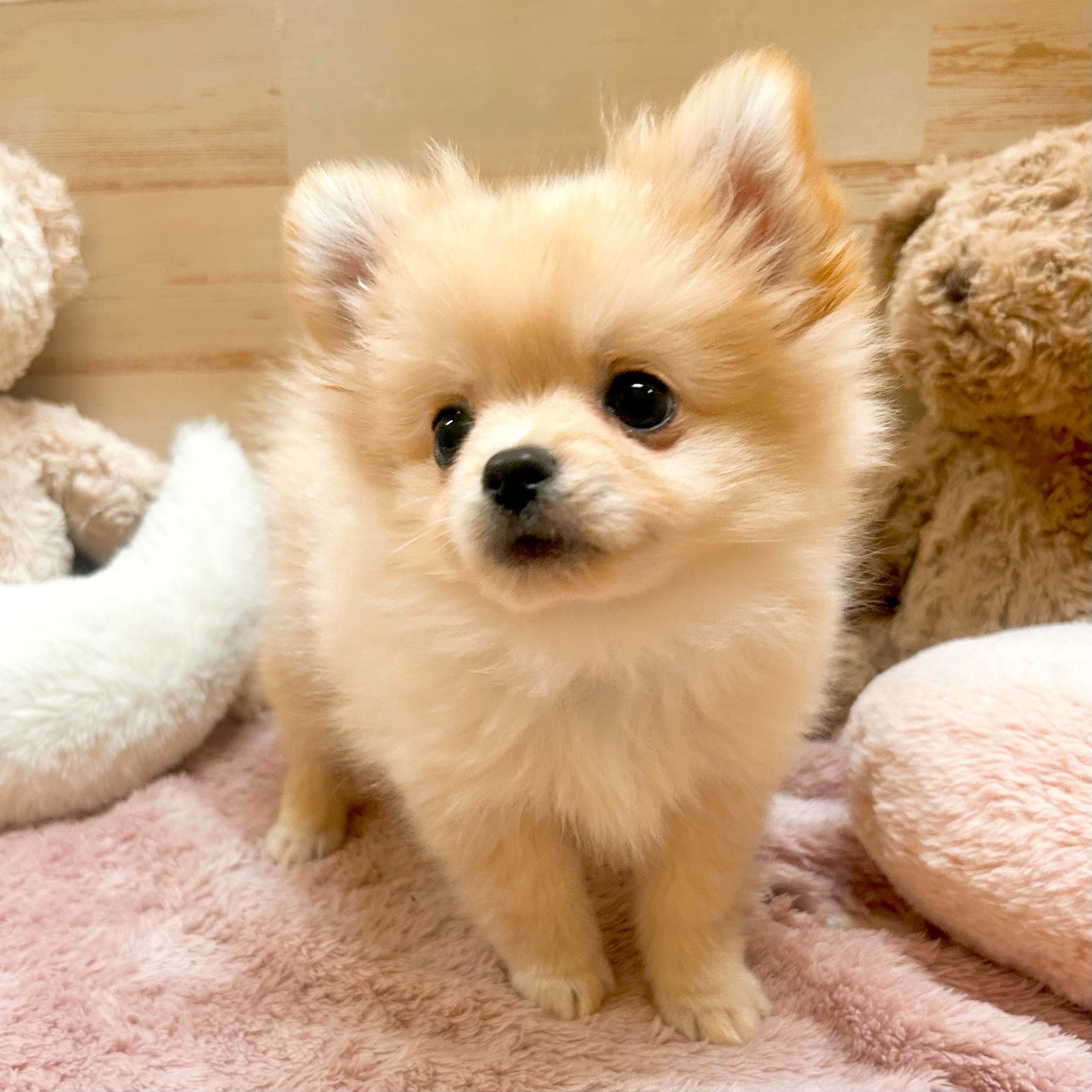 兵庫県のポメチワ/チワポメ/ポメチー(ポメラニアン×チワワ) (犬の家＆猫の里神戸店/2025年11月29日生まれ/男の子/クリーム)の子犬の2枚目の画像