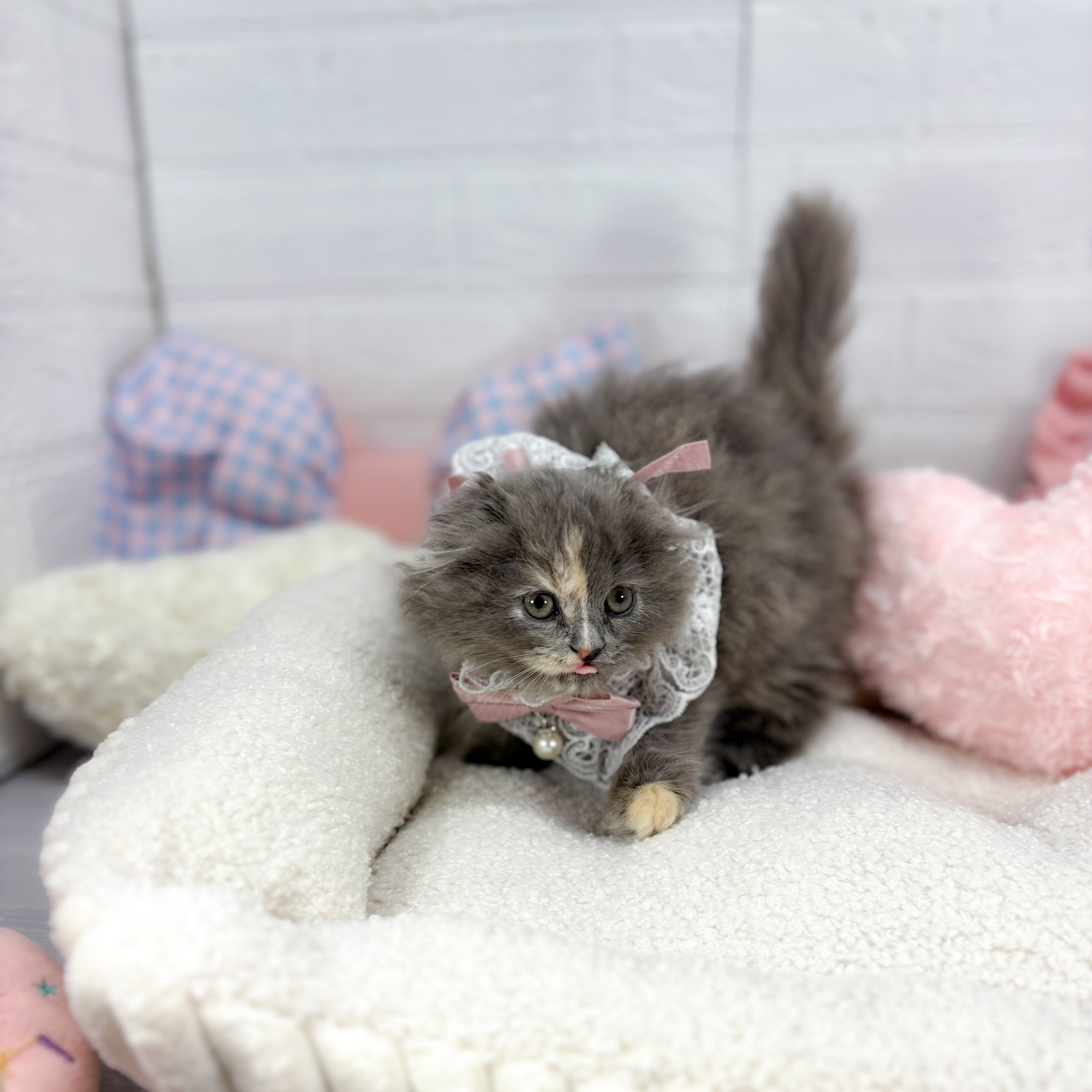 神奈川県のスコティッシュフォールド (犬の家＆猫の里元住吉ブレーメン通り店/2025年9月25日生まれ/女の子/ブルーパッチドタビー)の子猫の2枚目の画像