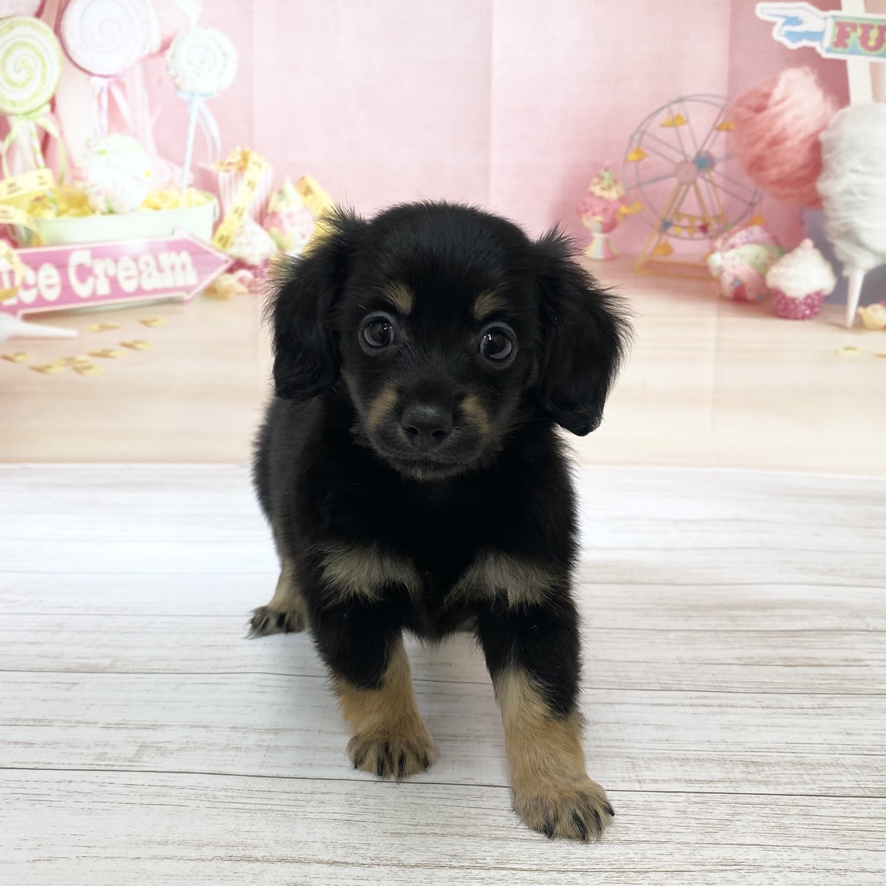 兵庫県のチワックス(チワワ×ダックス) (犬の家＆猫の里尼崎店/2026年8月20日生まれ/女の子/ブラックタン)の子犬の1枚目の画像