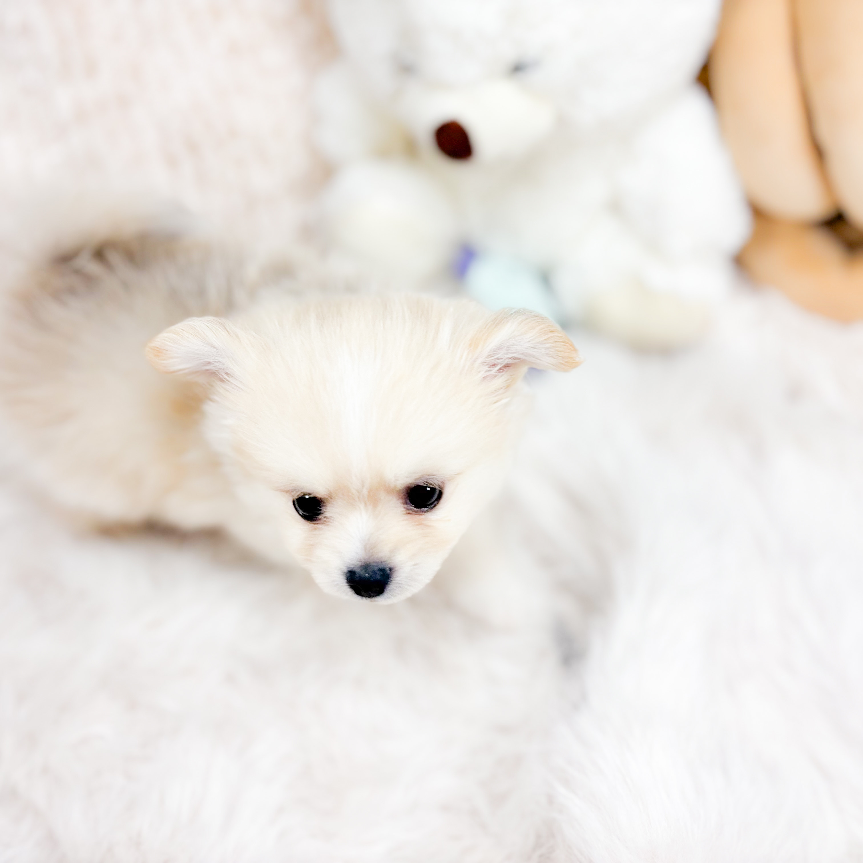 神奈川県のポメチワ/チワポメ/ポメチー(ポメラニアン×チワワ) (犬の家＆猫の里元住吉ブレーメン通り店/2025年9月29日生まれ/男の子/クリームセーブル)の子犬の2枚目の画像