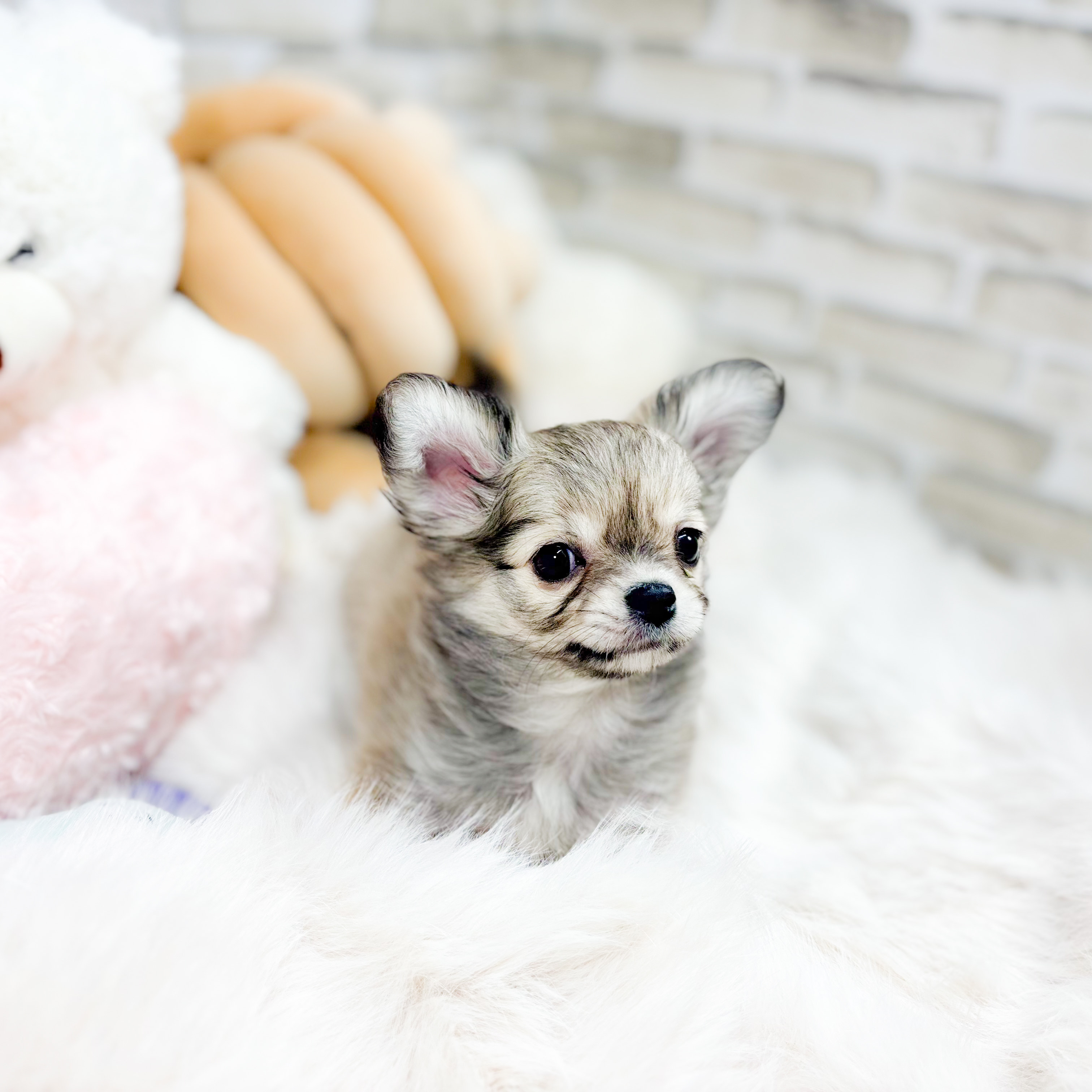 神奈川県のチワワ(ロング) (犬の家＆猫の里元住吉ブレーメン通り店/2025年10月6日生まれ/女の子/フォーン)の子犬の2枚目の画像