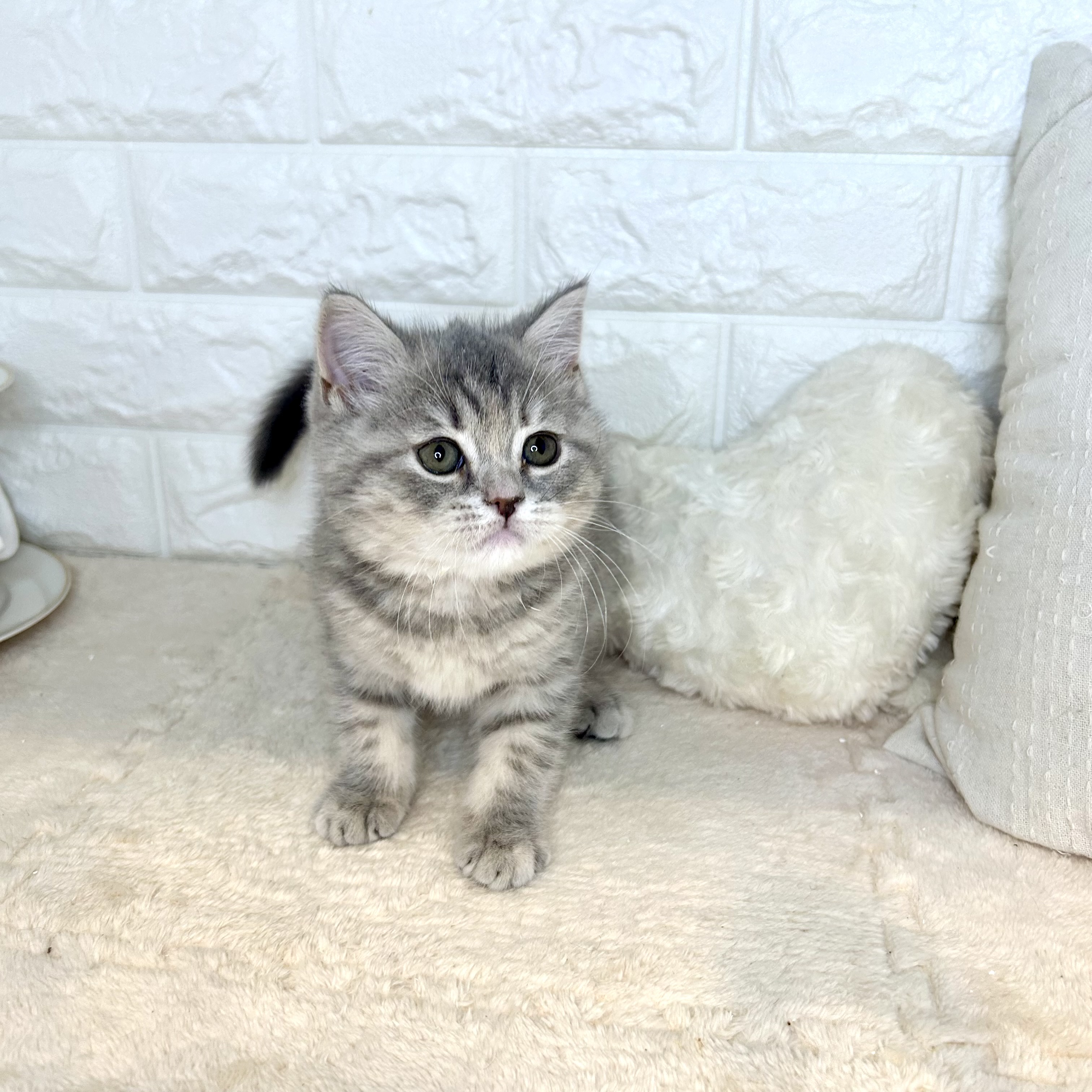 東京都のスコティッシュフォールド (犬の家＆猫の里新宿店/2025年9月23日生まれ/女の子/ブルーパッチドタビー)の子猫の2枚目の画像