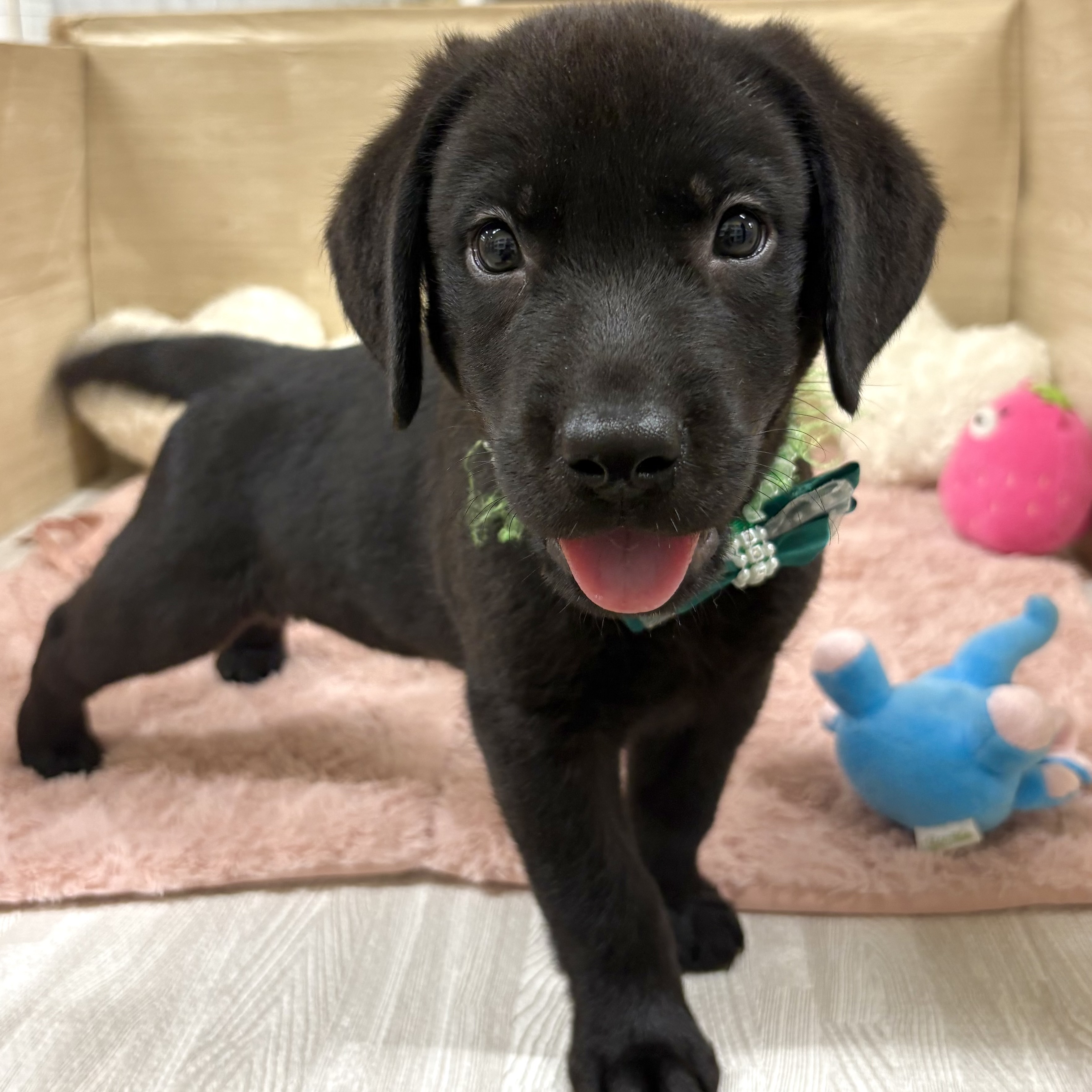 大阪府のラブラドールレトリーバー (犬の家＆猫の里そよら東岸和田店/2025年5月3日生まれ/男の子/ブラック)の子犬の2枚目の画像