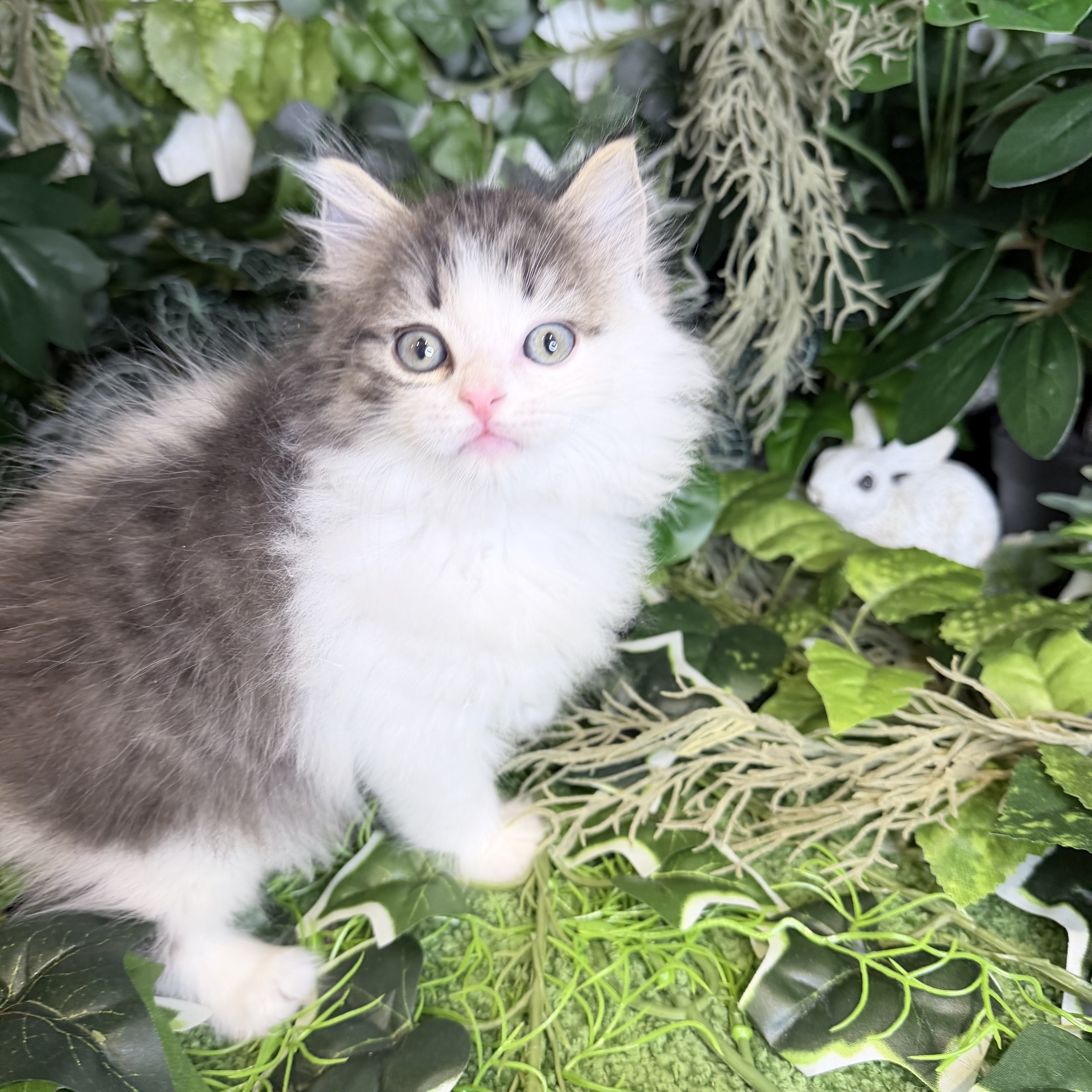 東京都のミヌエット (犬の家＆猫の里新宿店/2026年7月26日生まれ/男の子/ブラウンタビーホワイト)の子猫の1枚目の画像