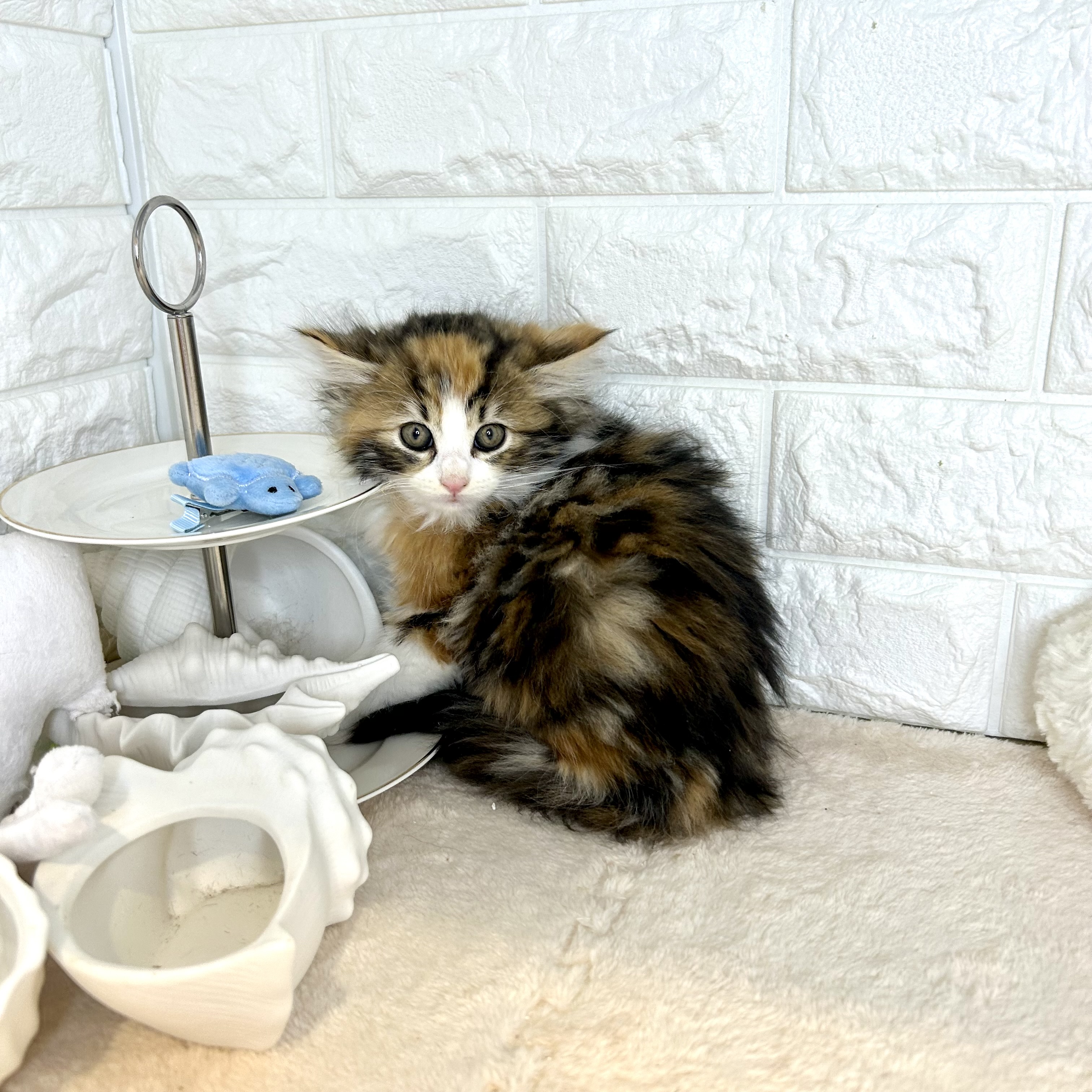 東京都のノルウェージャンフォレストキャット (犬の家＆猫の里新宿店/2025年9月30日生まれ/女の子/キャリコ)の子猫の2枚目の画像