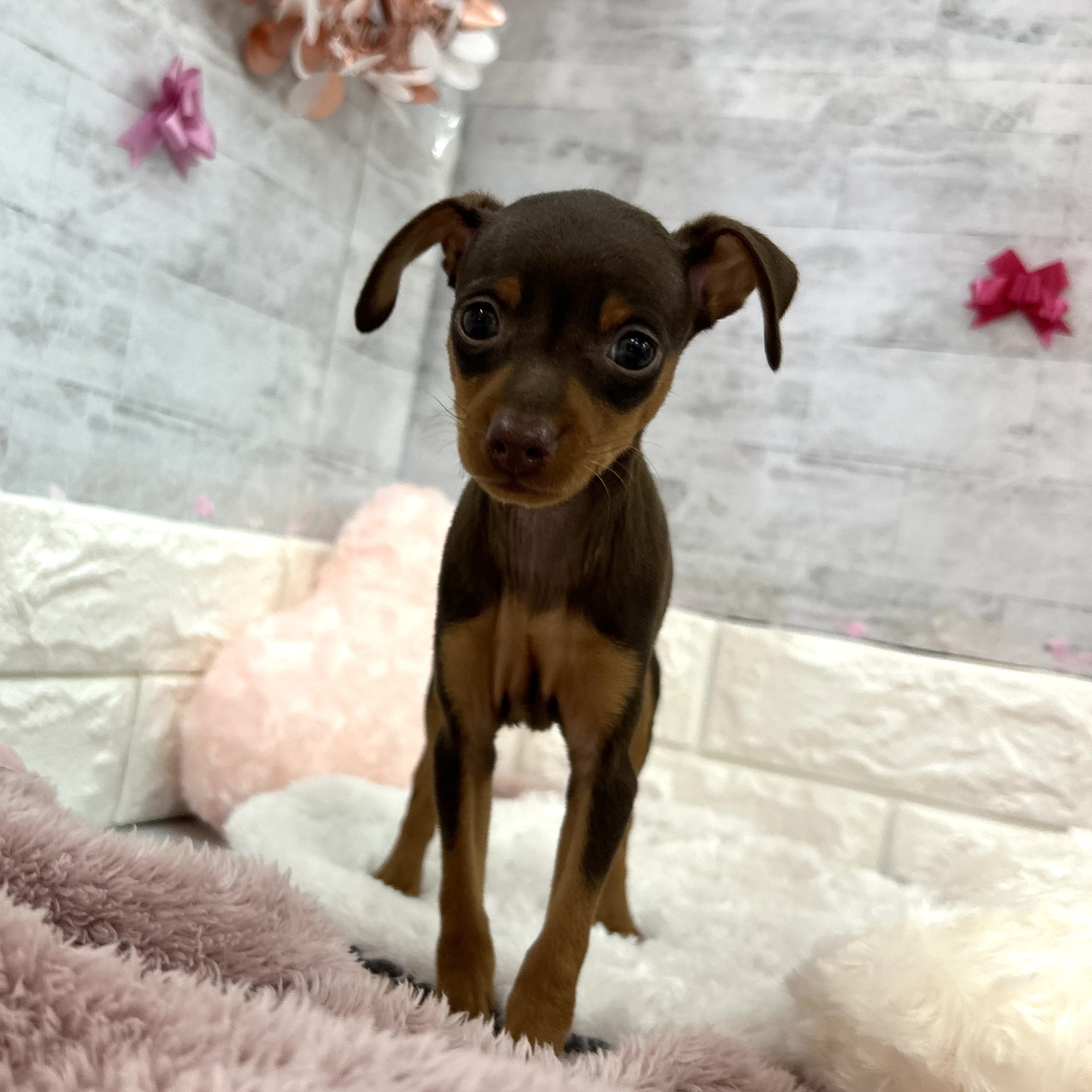 静岡県のミニチュアピンシャー (犬の家＆猫の里プレ葉ウォーク浜北店/2026年1月26日生まれ/女の子/チョコレートタン)の子犬の2枚目の画像