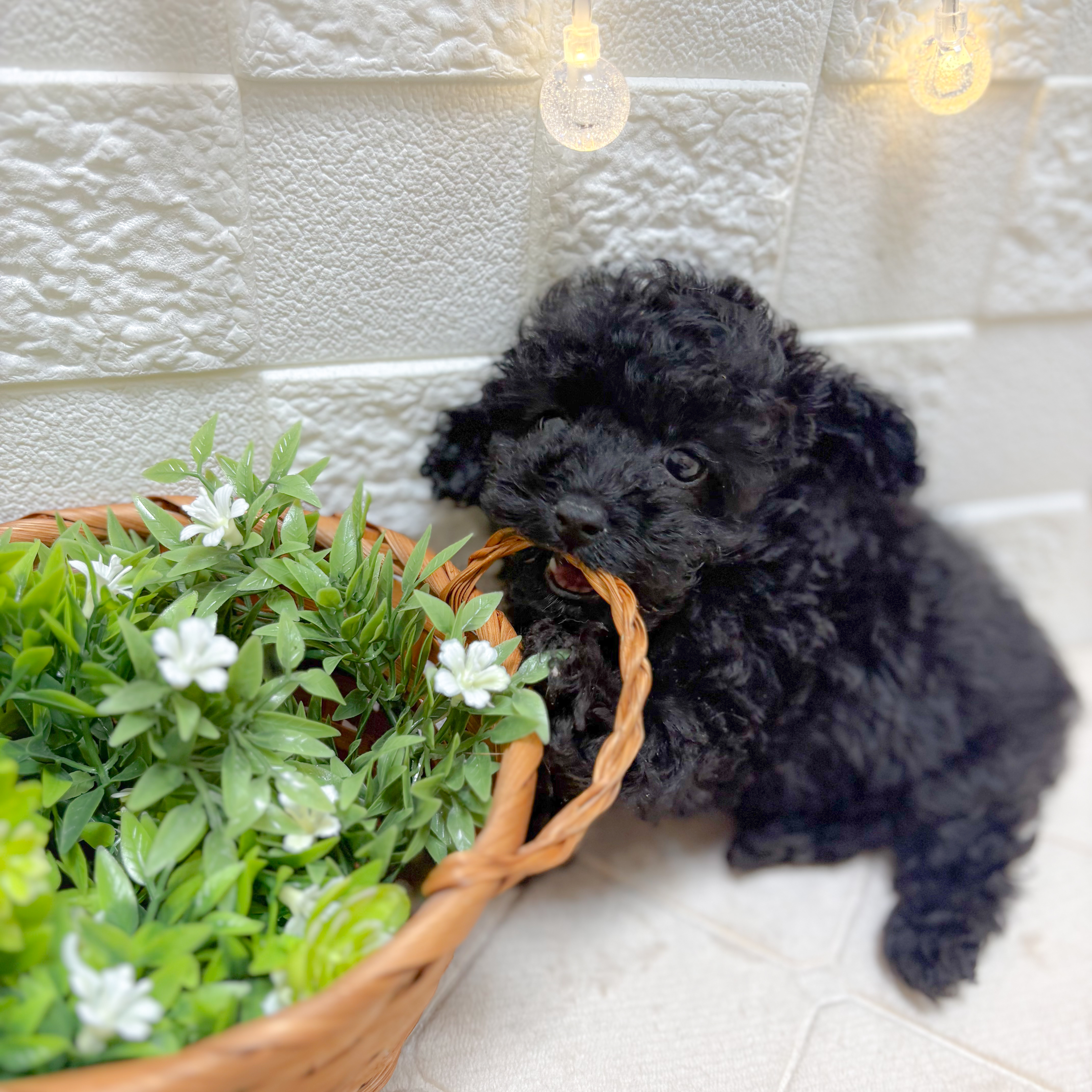 東京都のトイプードル(ティーカップ) (犬の家＆猫の里ペットフォレスト小平店/2026年1月5日生まれ/女の子/ブラック)の子犬の2枚目の画像