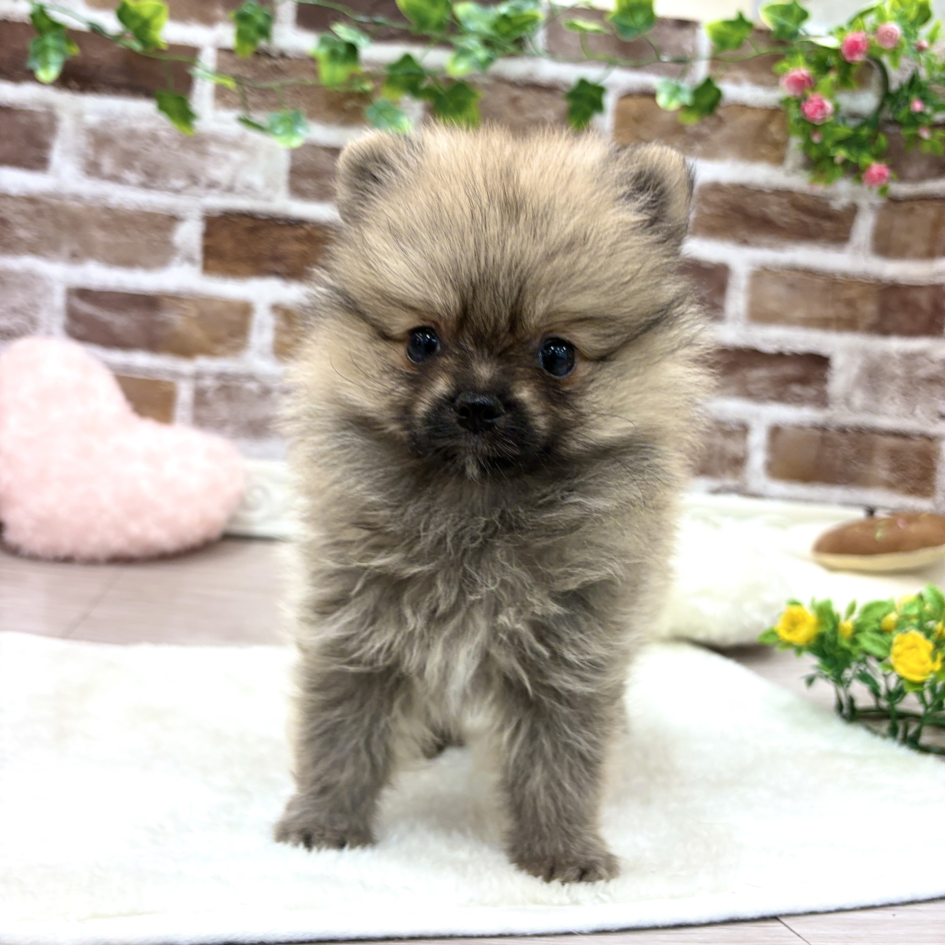 三重県のポメラニアン (犬の家＆猫の里三重桑名店/2026年3月8日生まれ/女の子/オレンジ)の子犬の1枚目の画像