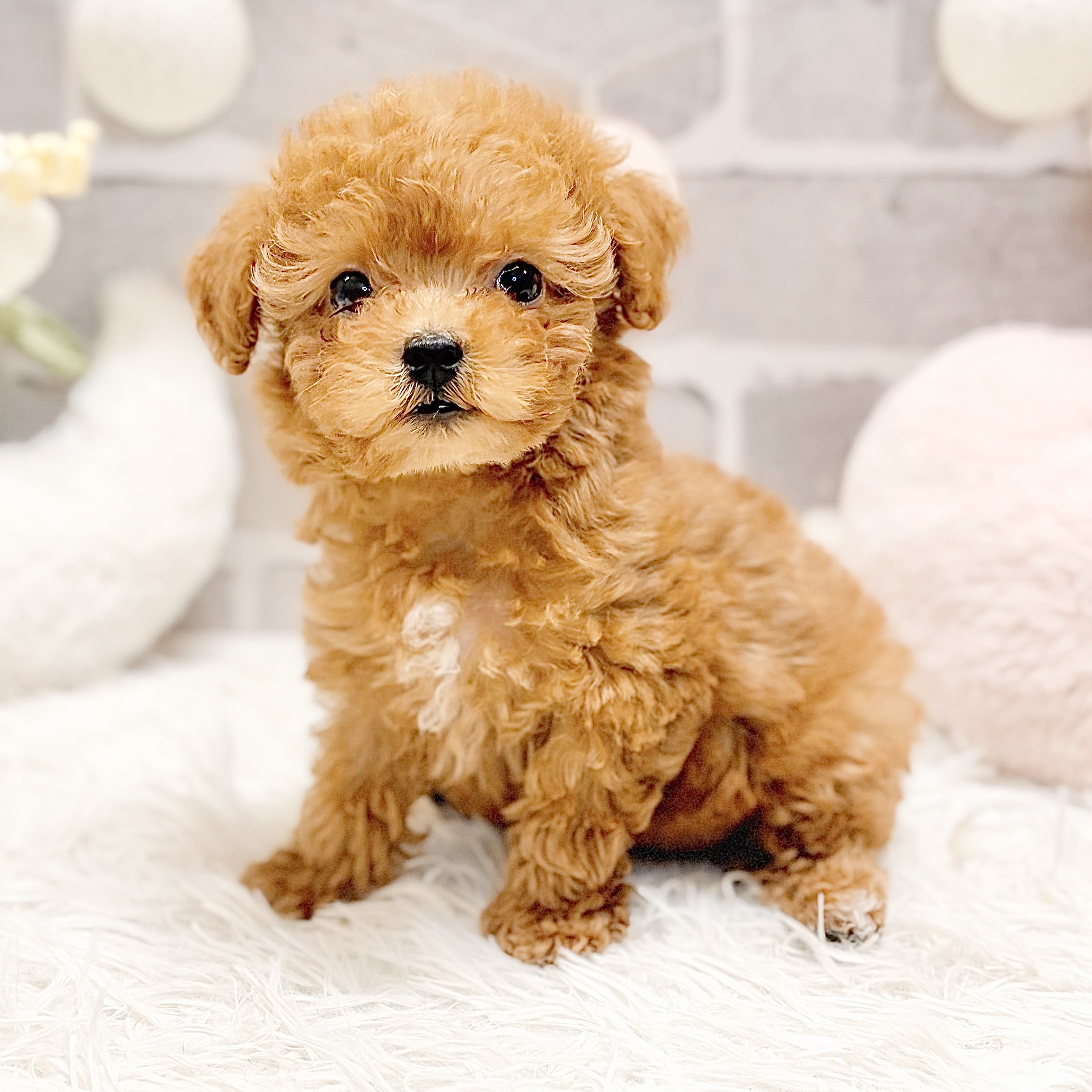 兵庫県のトイプードル(ティーカップ) (犬の家＆猫の里神戸店/2026年7月16日生まれ/女の子/レッドフォーン)の子犬の2枚目の画像