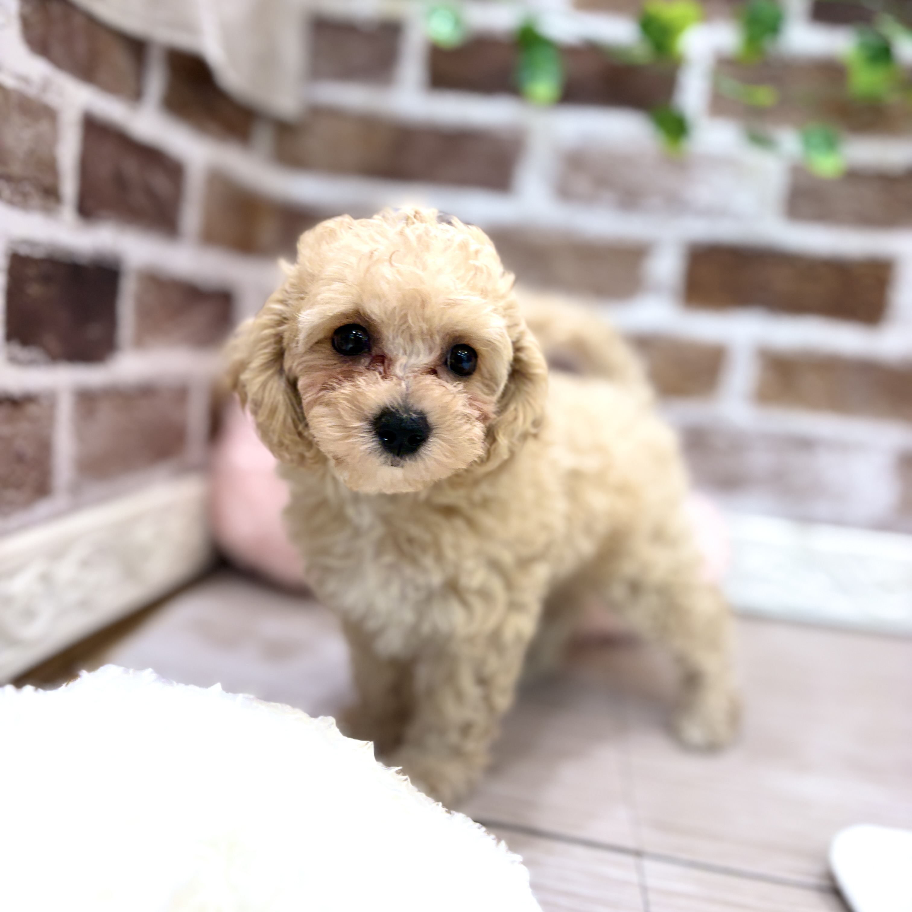 三重県のマルプー(マルチーズ×プードル) (犬の家＆猫の里三重桑名店/2026年3月10日生まれ/女の子/クリーム)の子犬の2枚目の画像