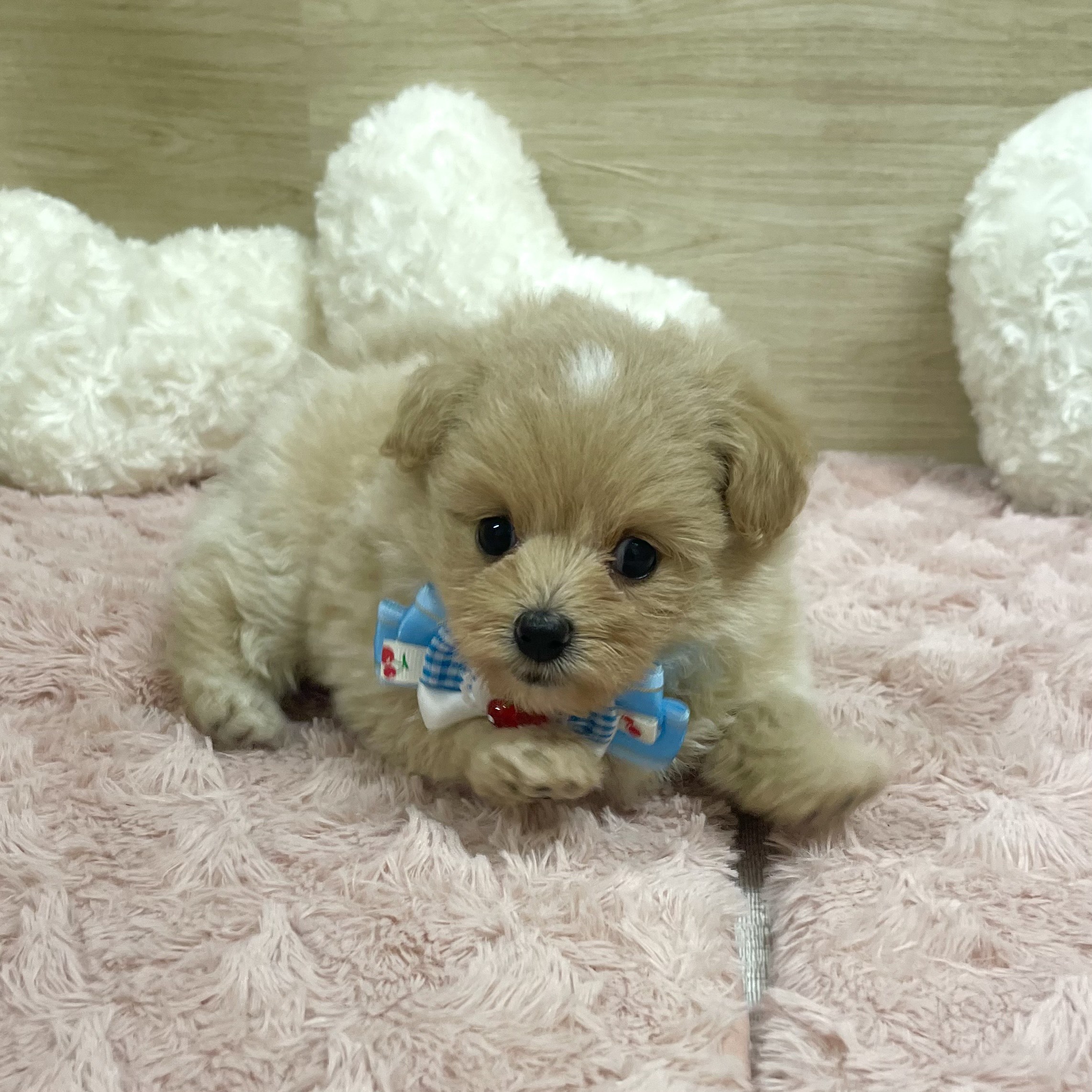 大阪府のポメプー(ポメラニアン×プードル) (犬の家＆猫の里そよら東岸和田店/2025年5月25日生まれ/女の子/アプリコット)の子犬の2枚目の画像
