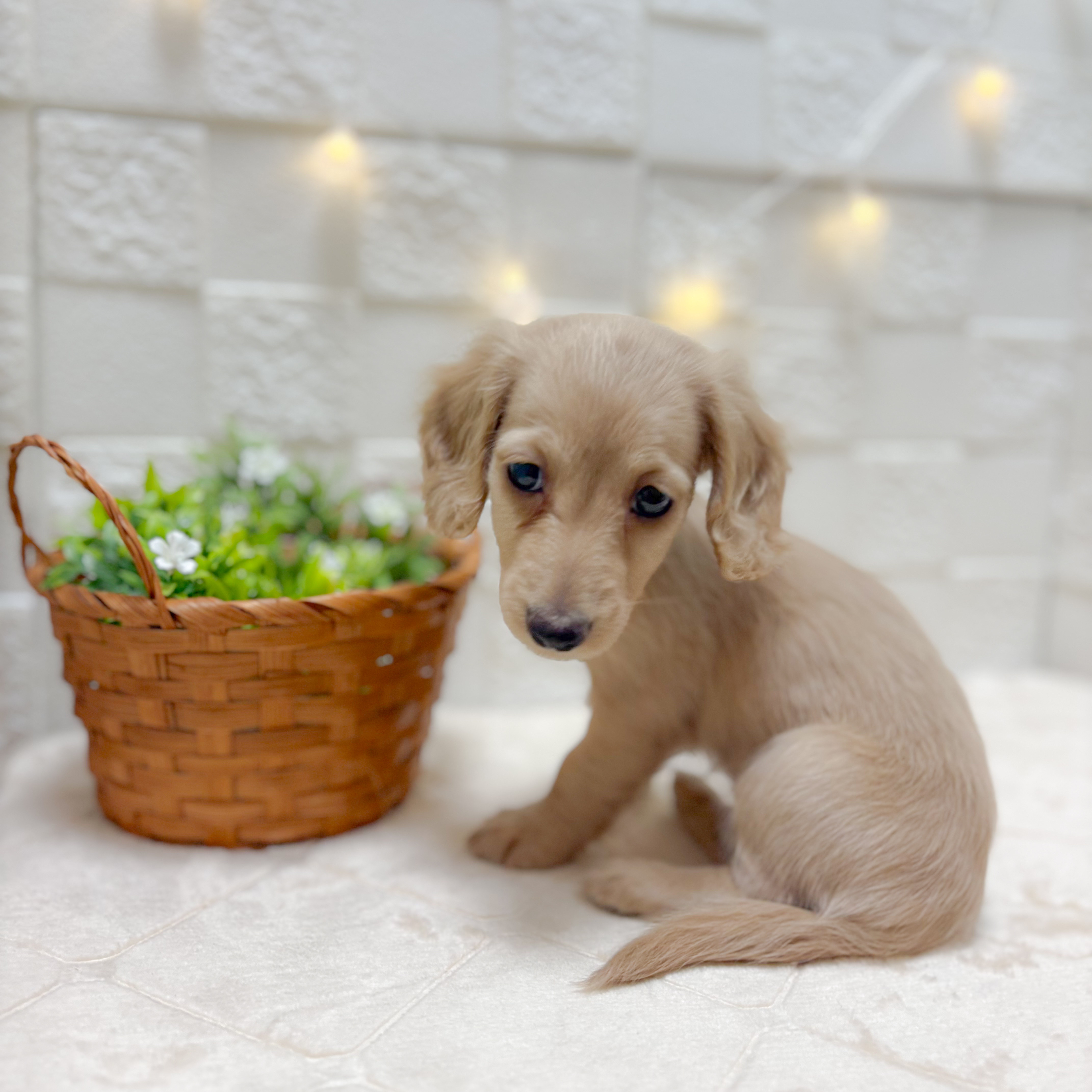 東京都のミニチュアダックスフンド(ロング) (犬の家＆猫の里ペットフォレスト小平店/2026年1月3日生まれ/女の子/イエロー)の子犬の2枚目の画像