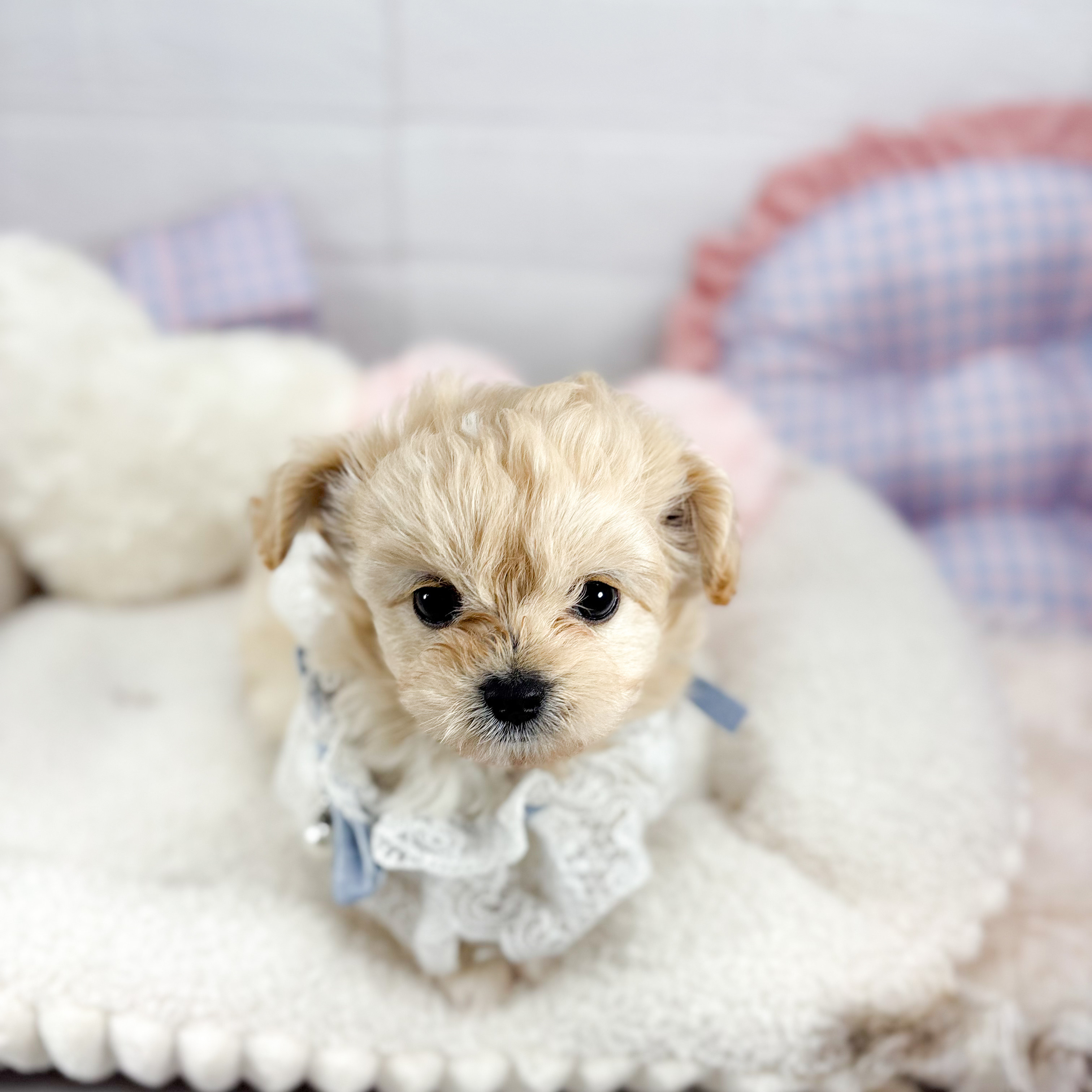 ハーフ犬男の子の写真