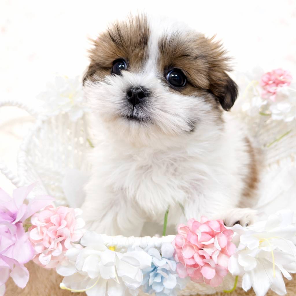 石川県のマルズー/マルシーズ(マルチーズ×シーズー) (犬の家＆猫の里アミーゴ金沢有松店/2025年10月17日生まれ/男の子/ホワイトゴールド)の子犬の2枚目の画像