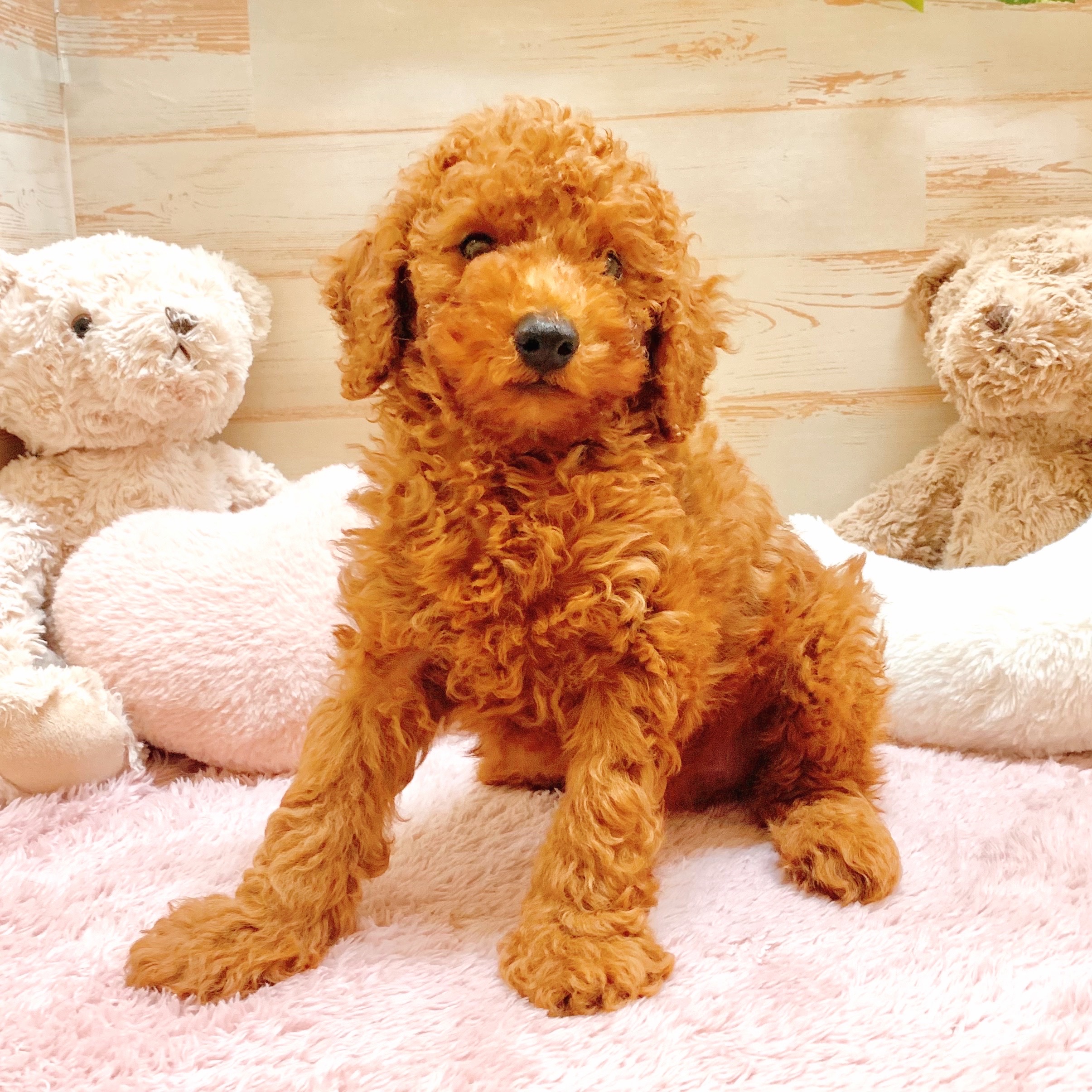 兵庫県のトイプードル(トイ) (犬の家＆猫の里神戸店/2025年7月18日生まれ/男の子/レッド)の子犬の1枚目の画像