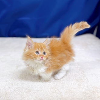 愛知県のマンチカン (犬の家＆猫の里一宮店/2025年9月17日生まれ/女の子/レッドタビーホワイト)の子猫の2枚目の画像