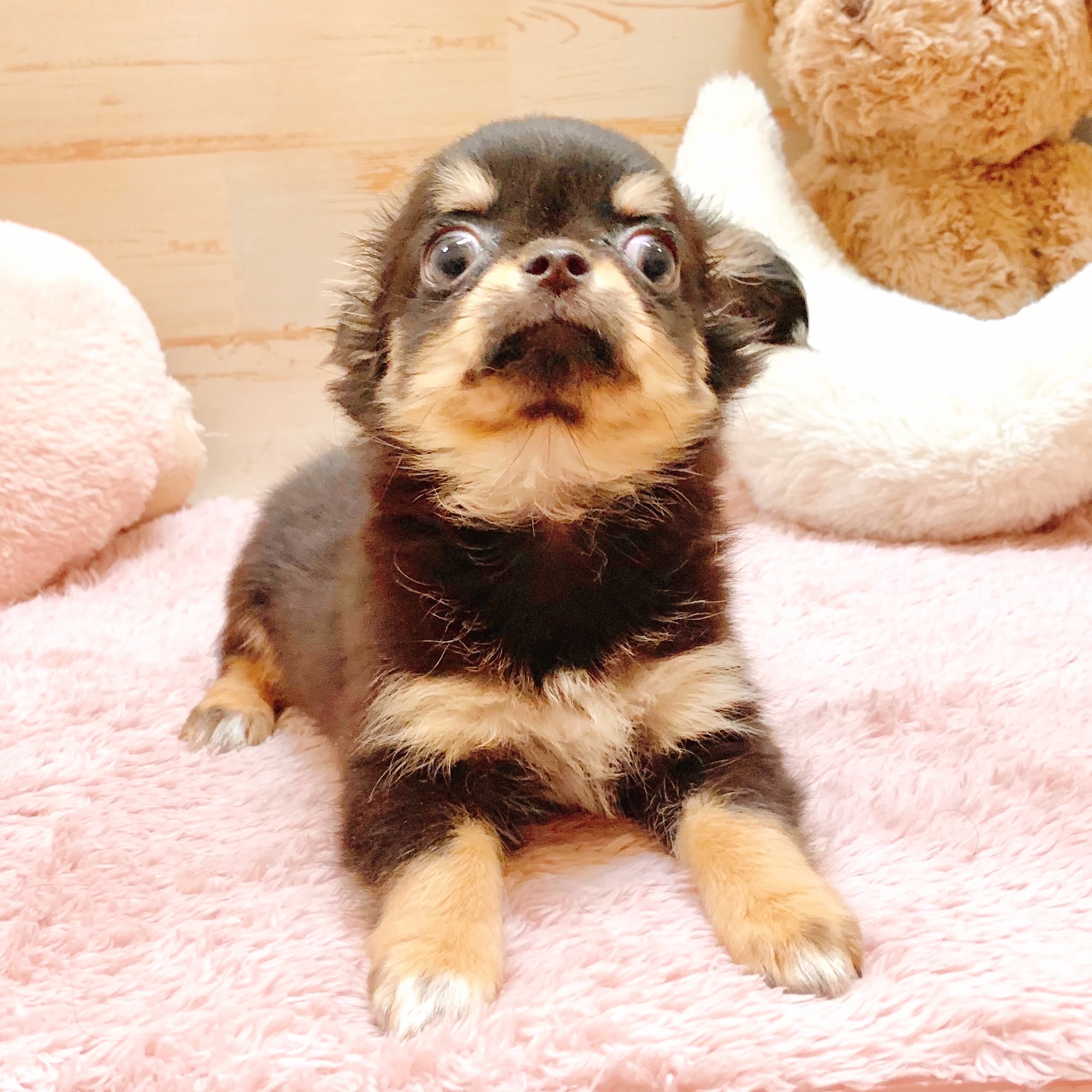 兵庫県のチワワ(ロング) (犬の家＆猫の里神戸店/2025年7月18日生まれ/女の子/ブラックタン)の子犬の2枚目の画像