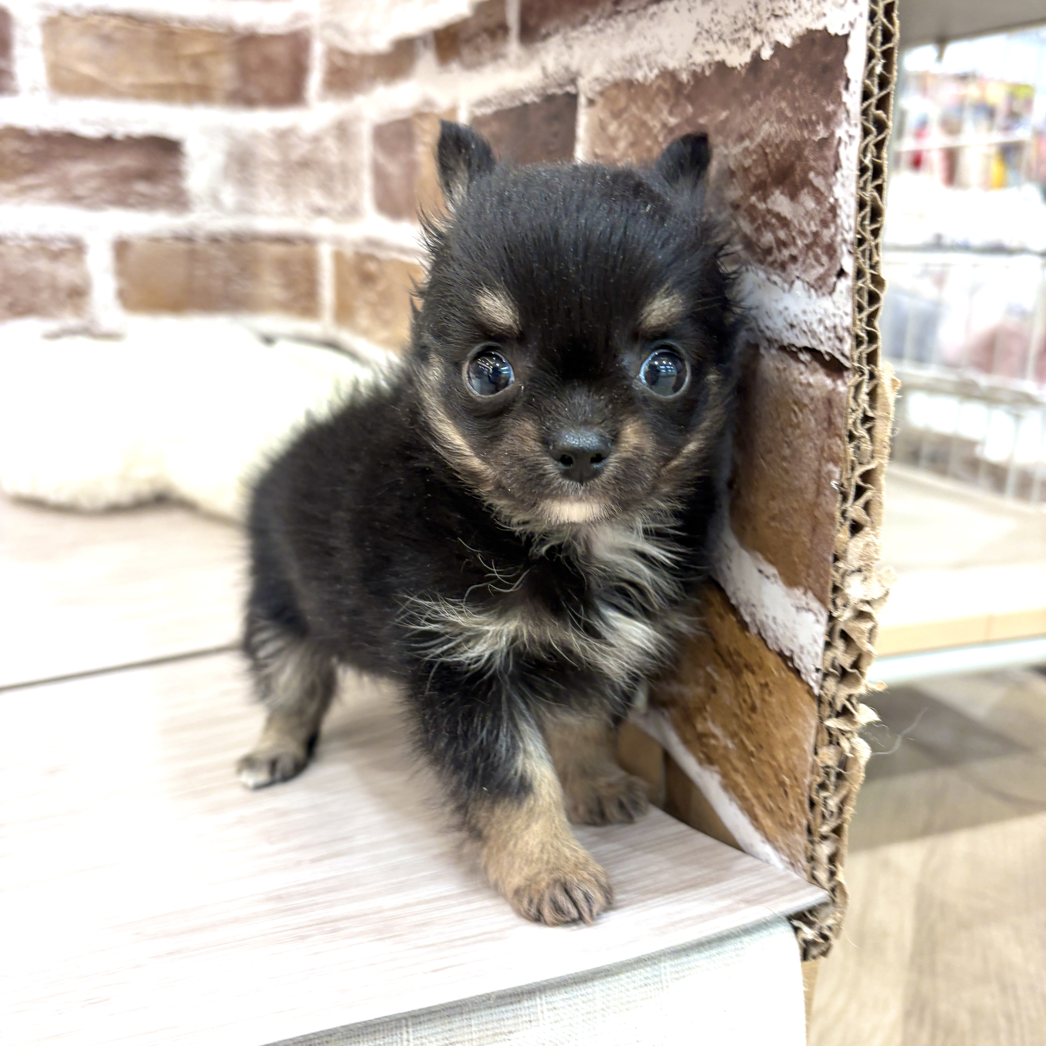 三重県のチワワ(ロング) (犬の家＆猫の里三重桑名店/2026年5月5日生まれ/男の子/ブラックタンホワイト)の子犬の2枚目の画像