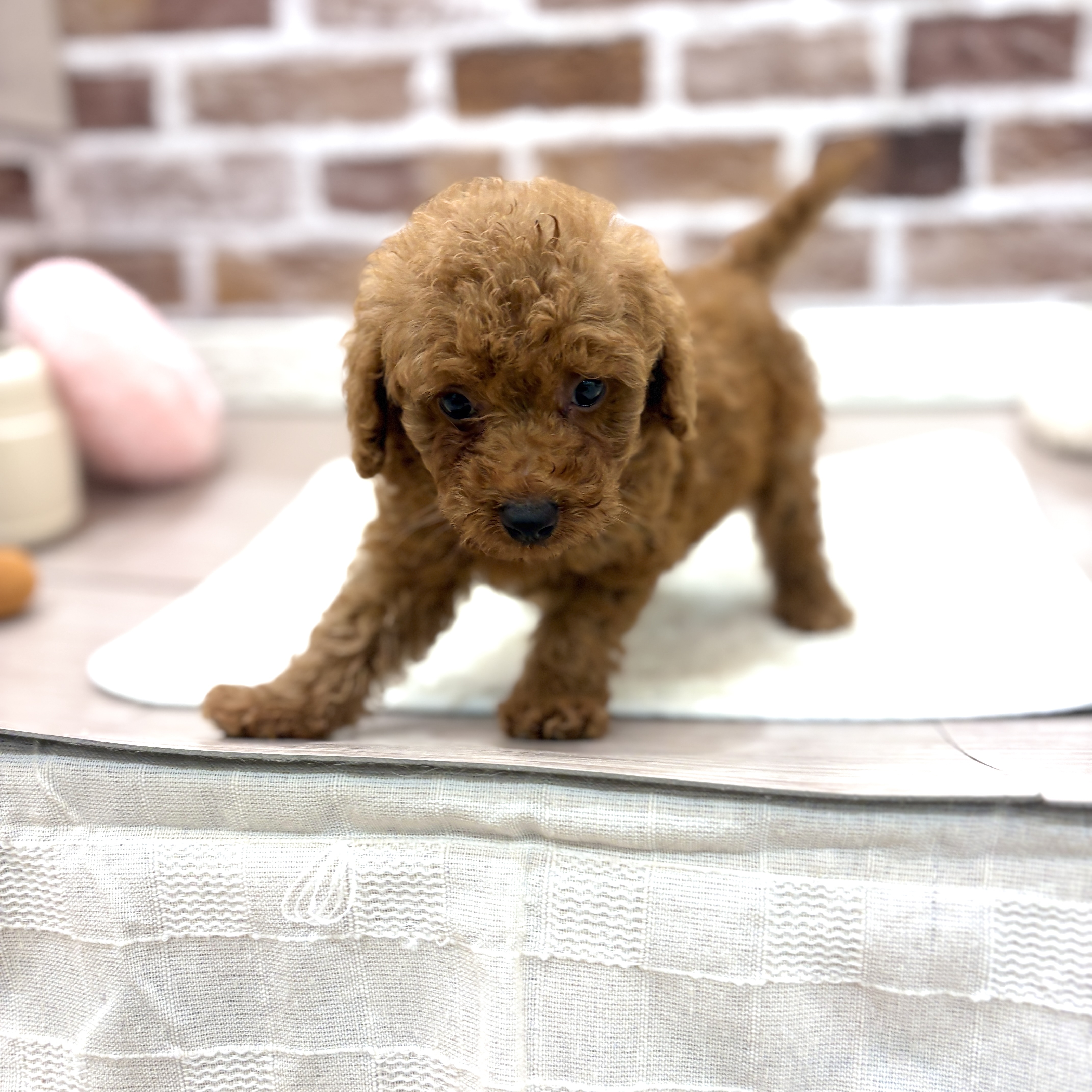 三重県のトイプードル(トイ) (犬の家＆猫の里三重桑名店/2026年5月5日生まれ/男の子/レッド)の子犬の2枚目の画像