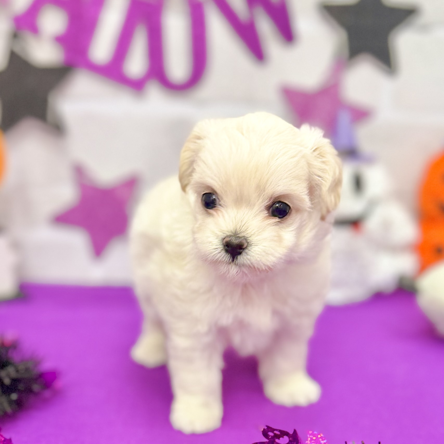 静岡県のチワプー/プーチー(チワワ×プードル) (犬の家＆猫の里プレ葉ウォーク浜北店/2025年8月26日生まれ/女の子/クリーム)の子犬の2枚目の画像