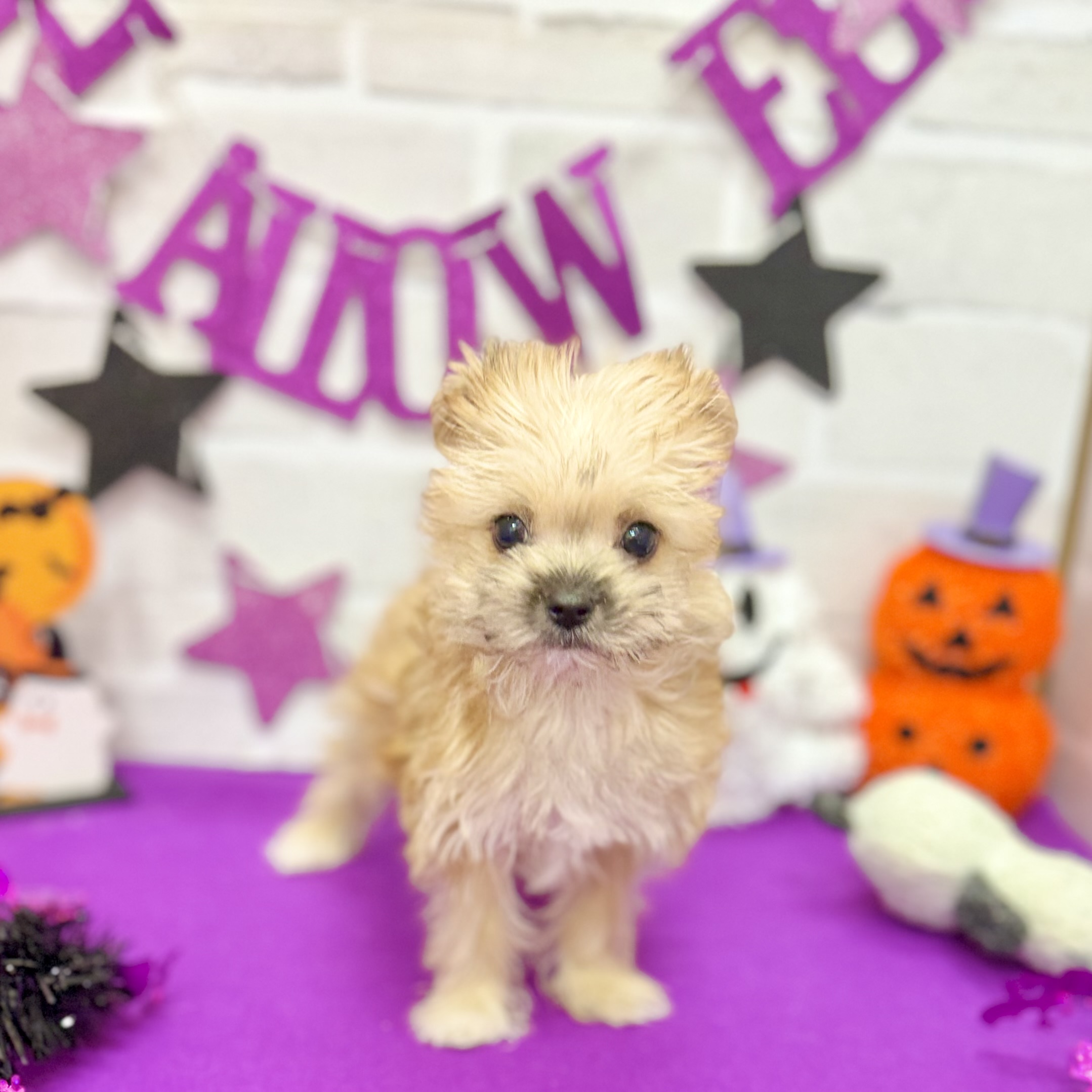 静岡県のマルキー/マルヨーキー(マルチーズ×ヨークシャーテリア) (犬の家＆猫の里プレ葉ウォーク浜北店/2025年8月22日生まれ/女の子/ブラウン)の子犬の2枚目の画像