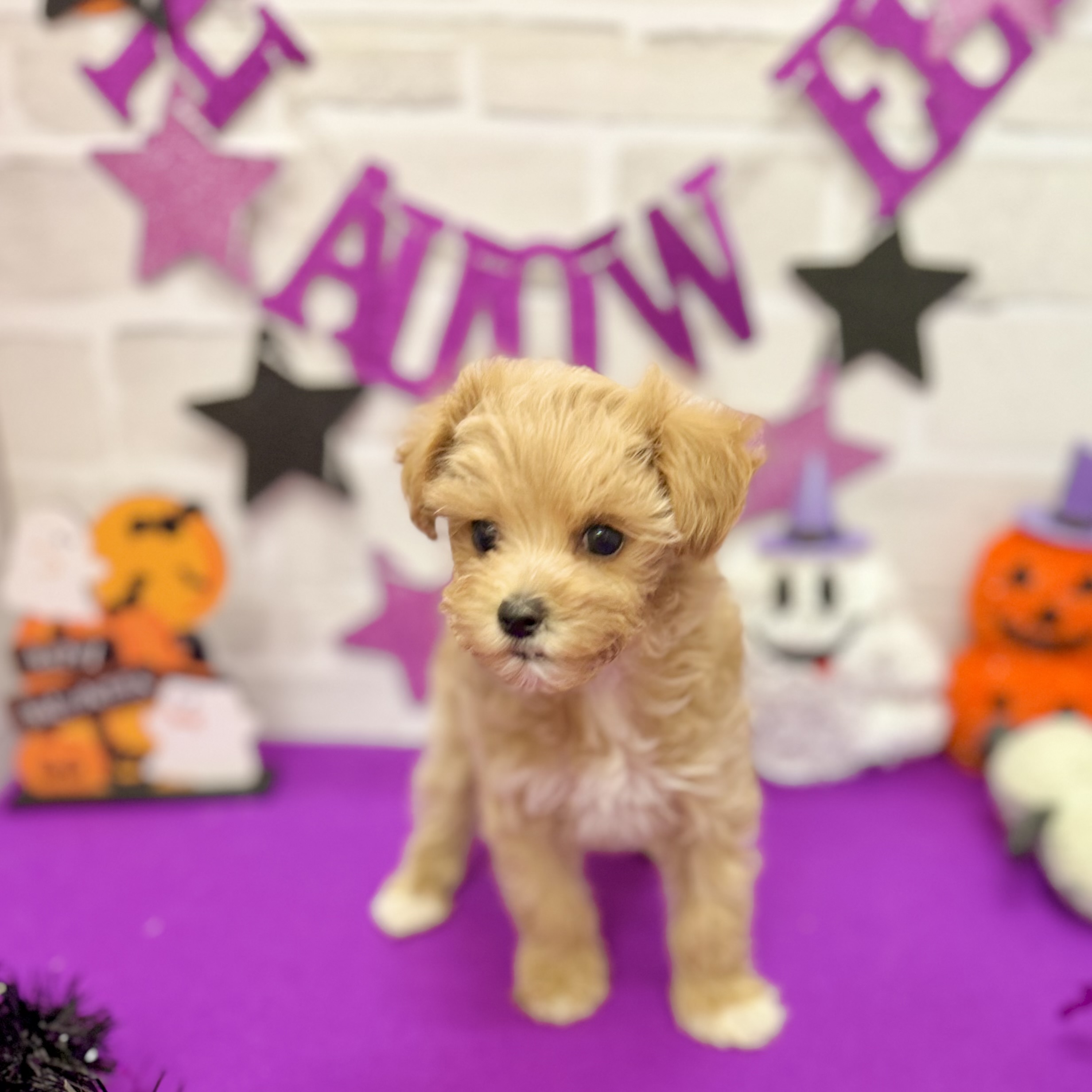 静岡県のマルプー(マルチーズ×プードル) (犬の家＆猫の里プレ葉ウォーク浜北店/2025年8月22日生まれ/女の子/アプリコット)の子犬の2枚目の画像