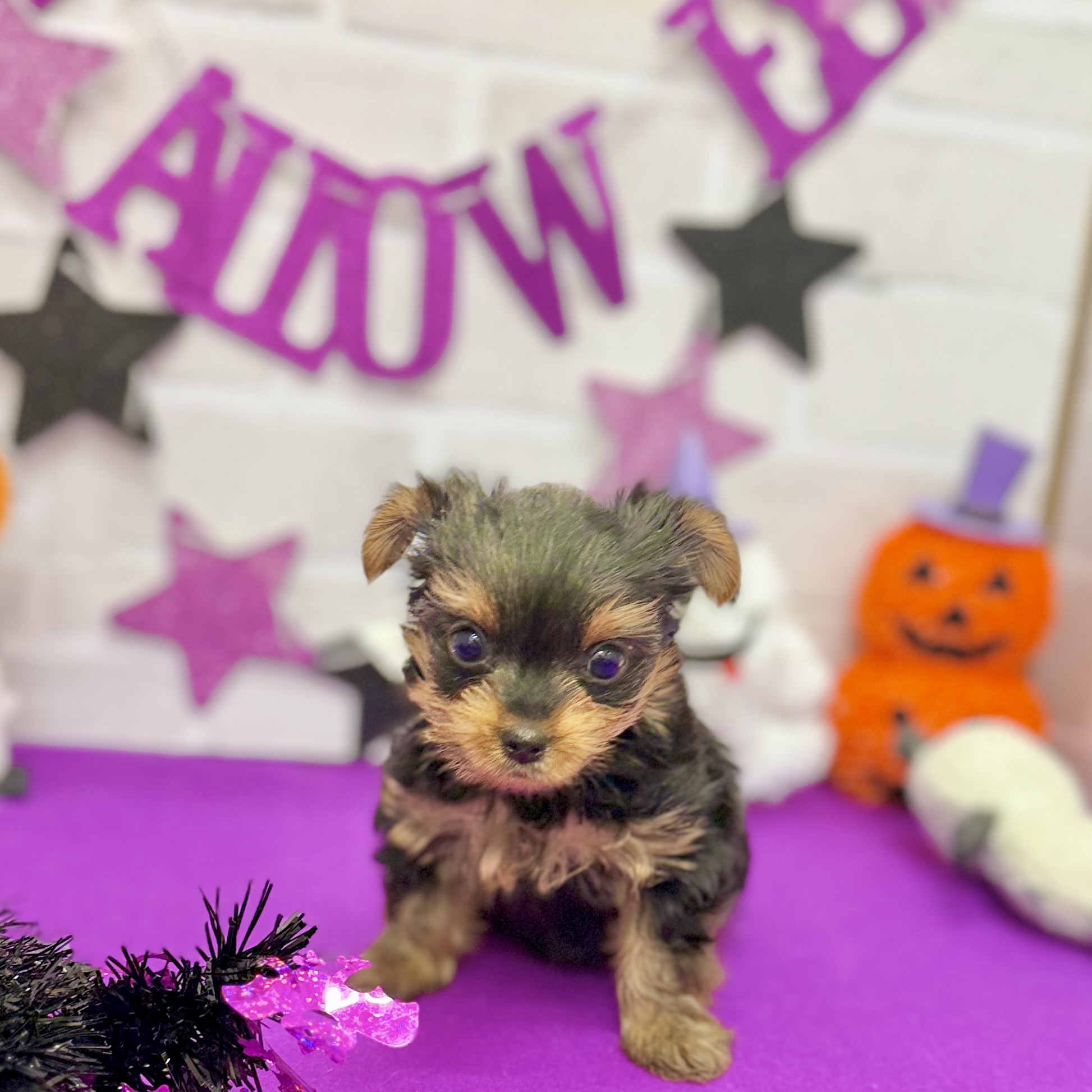 静岡県のヨークシャーテリア (犬の家＆猫の里プレ葉ウォーク浜北店/2025年8月25日生まれ/女の子/スチールブルータン)の子犬の2枚目の画像