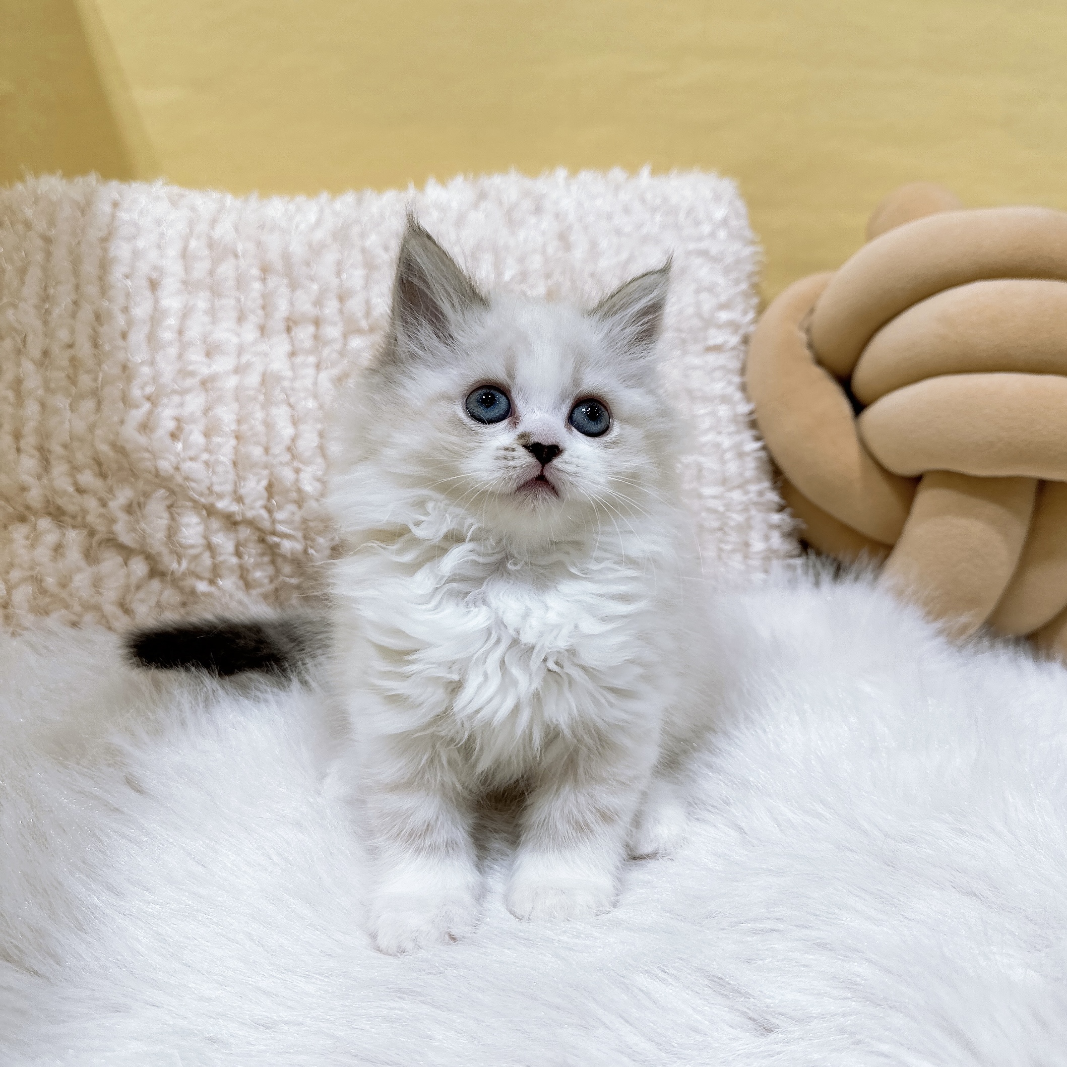 神奈川県のミヌエット (犬の家＆猫の里元住吉ブレーメン通り店/2026年1月5日生まれ/女の子/ブルーポイント)の子猫の2枚目の画像