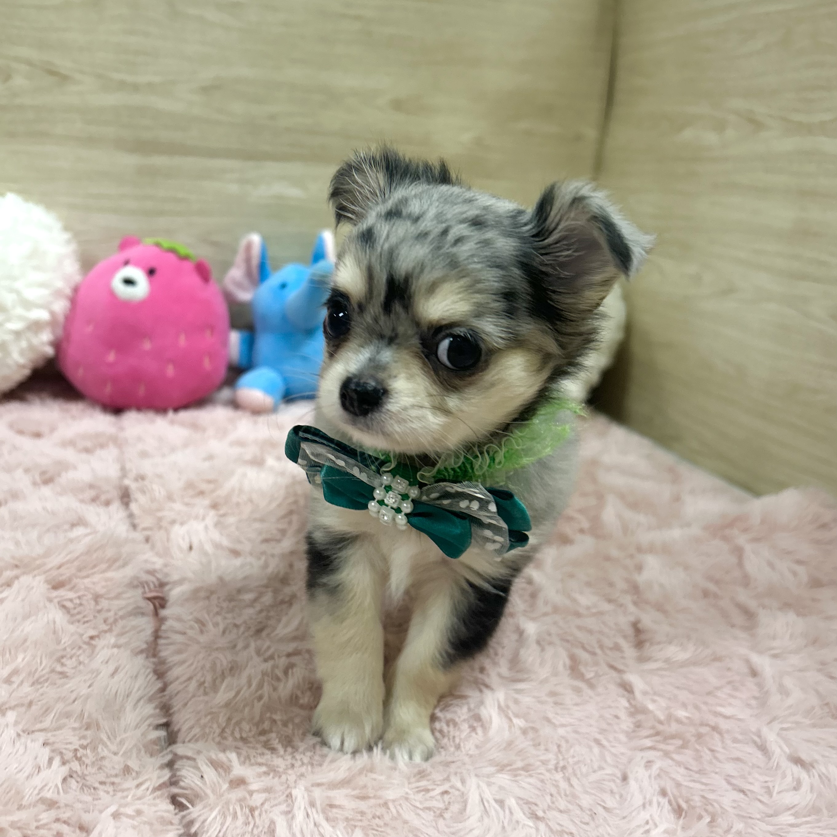 大阪府のチワワ(ロング) (犬の家＆猫の里そよら東岸和田店/2025年5月15日生まれ/女の子/ブルーマール)の子犬の2枚目の画像