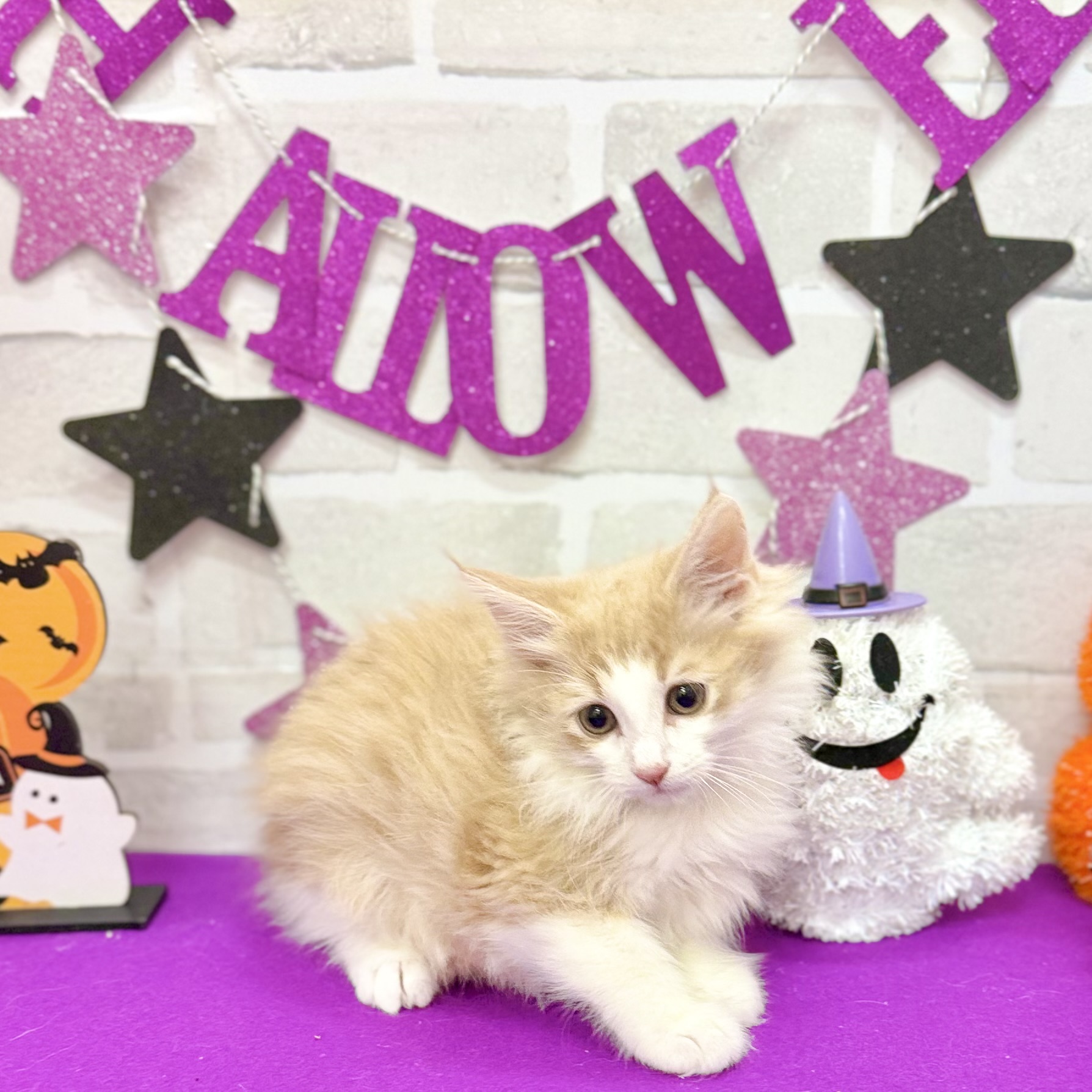 静岡県のノルウェージャンフォレストキャット (犬の家＆猫の里プレ葉ウォーク浜北店/2025年8月16日生まれ/男の子/クリームタビーホワイト)の子猫の2枚目の画像