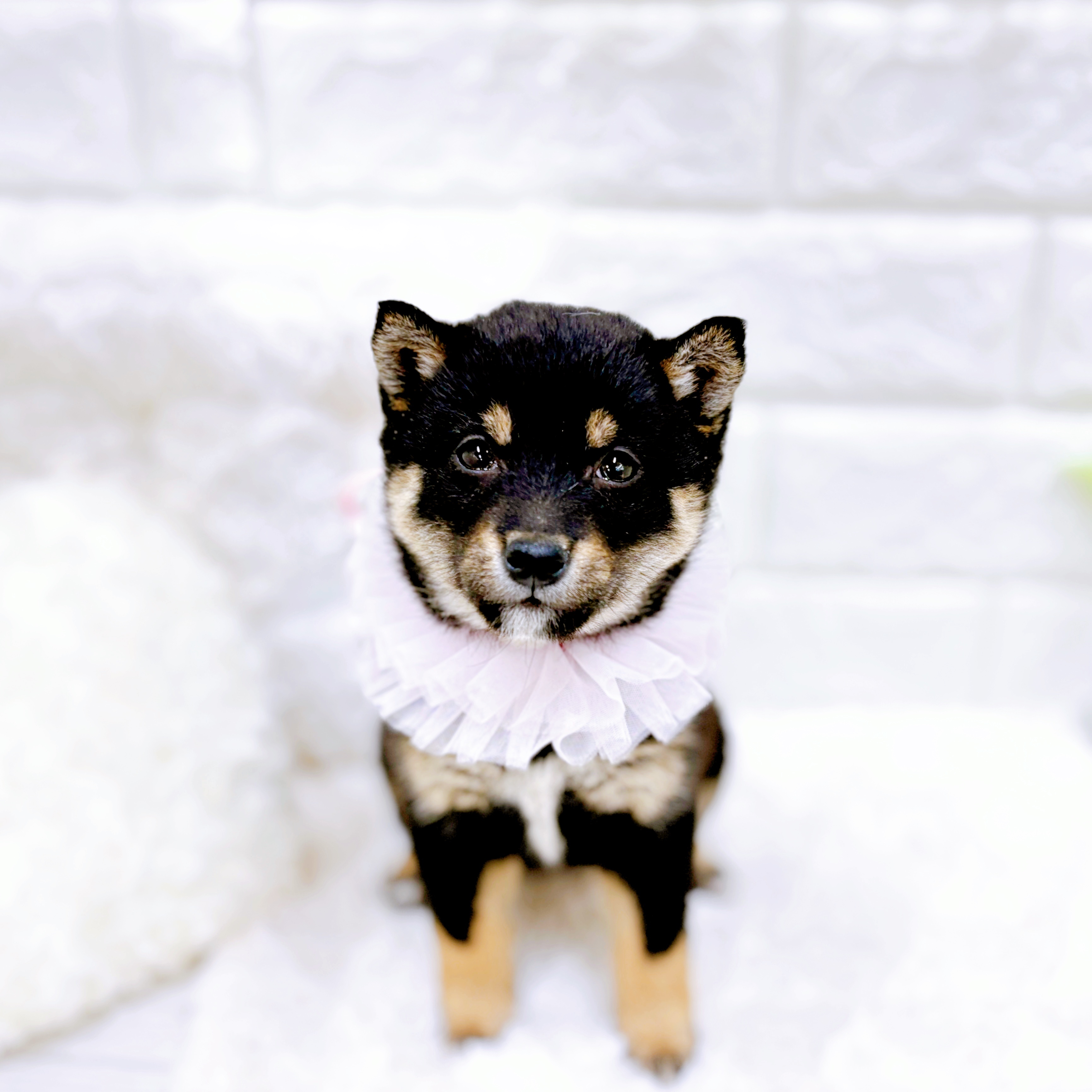 福井県の豆柴 (犬の家＆猫の里アミーゴ福井店/2026年2月22日生まれ/女の子/黒)の子犬の1枚目の画像