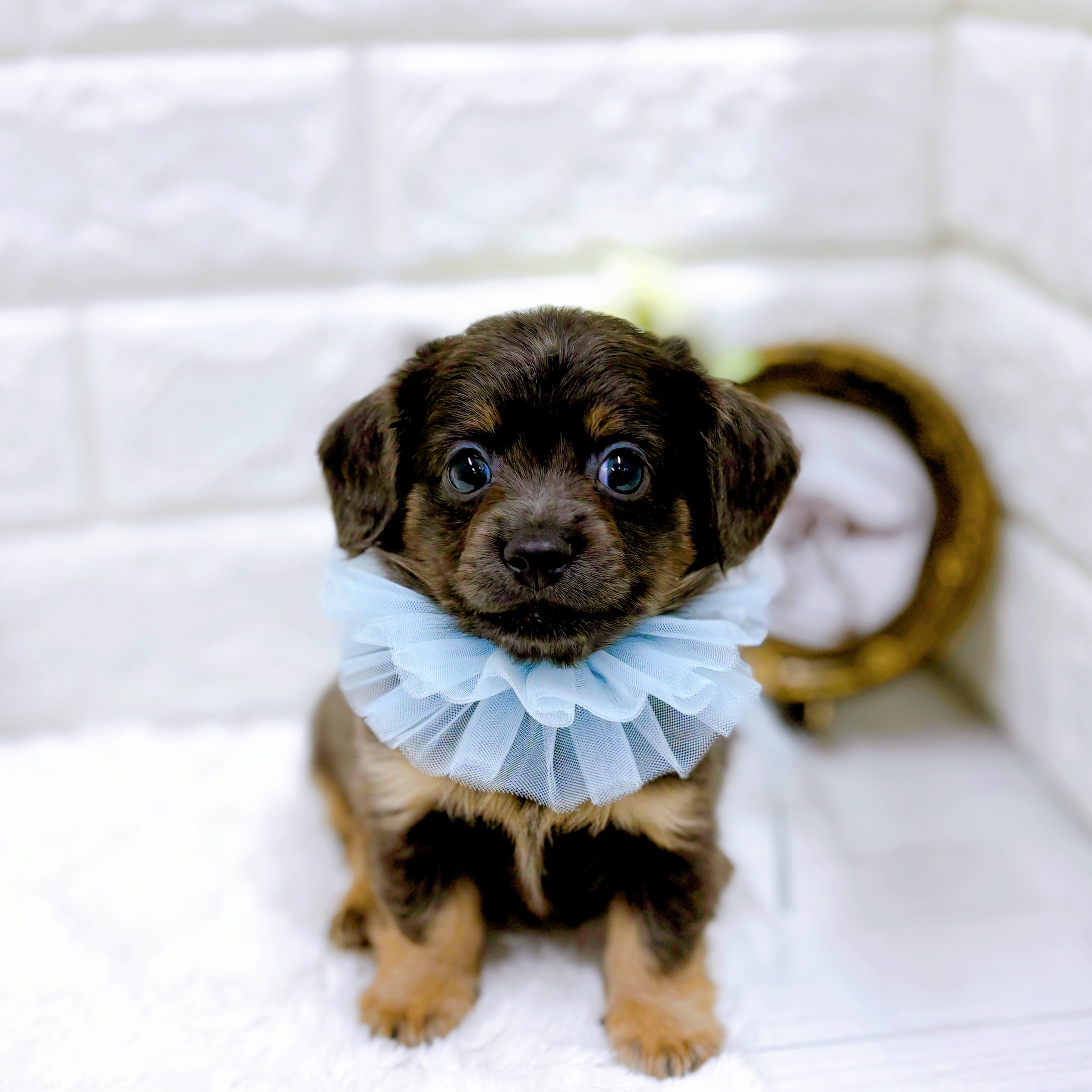 福井県のチワックス(チワワ×ダックス) (犬の家＆猫の里アミーゴ福井店/2026年2月20日生まれ/男の子/ブルークリーム)の子犬の1枚目の画像