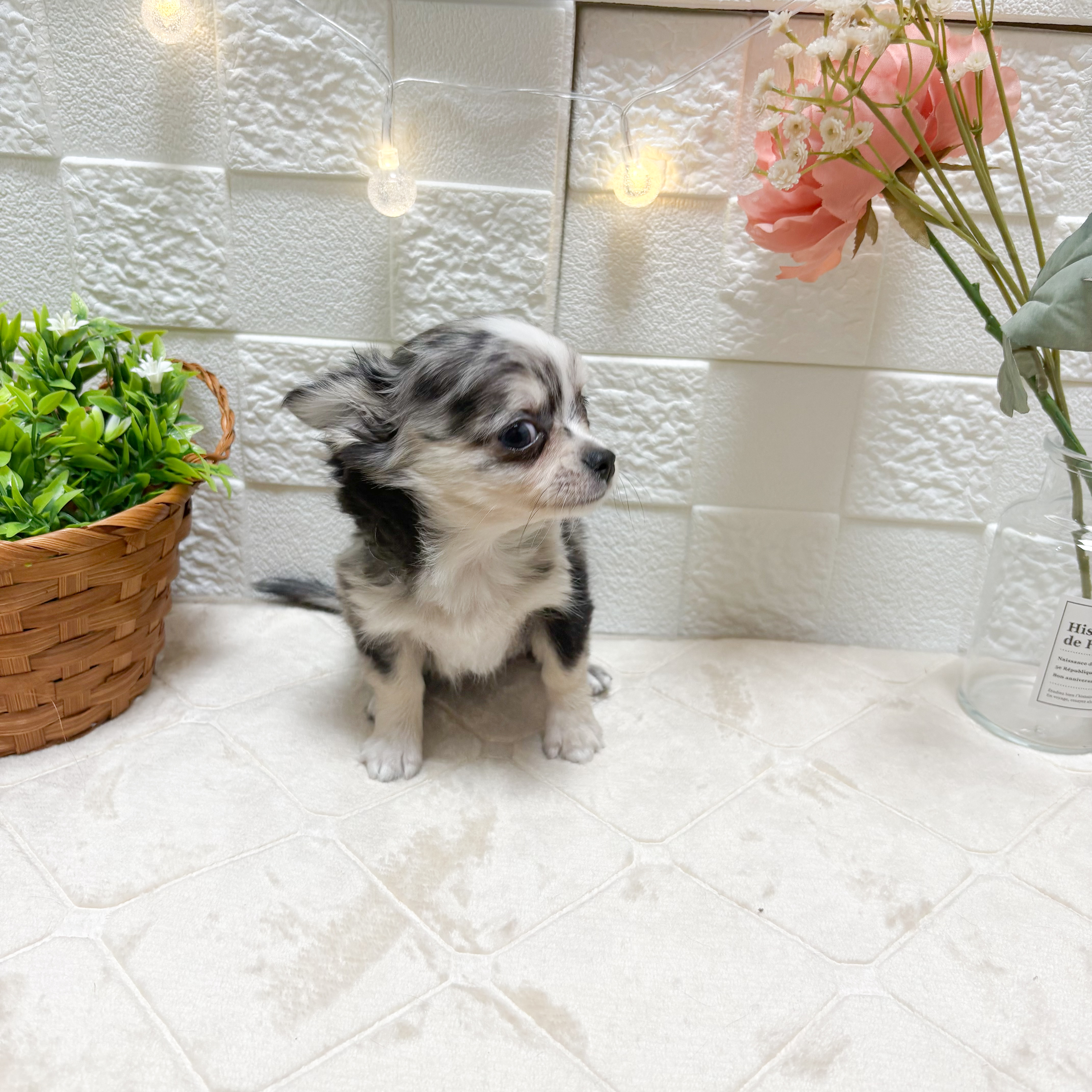 東京都のチワワ(ロング) (犬の家＆猫の里ペットフォレスト小平店/2026年1月17日生まれ/男の子/ブルーマール)の子犬の2枚目の画像