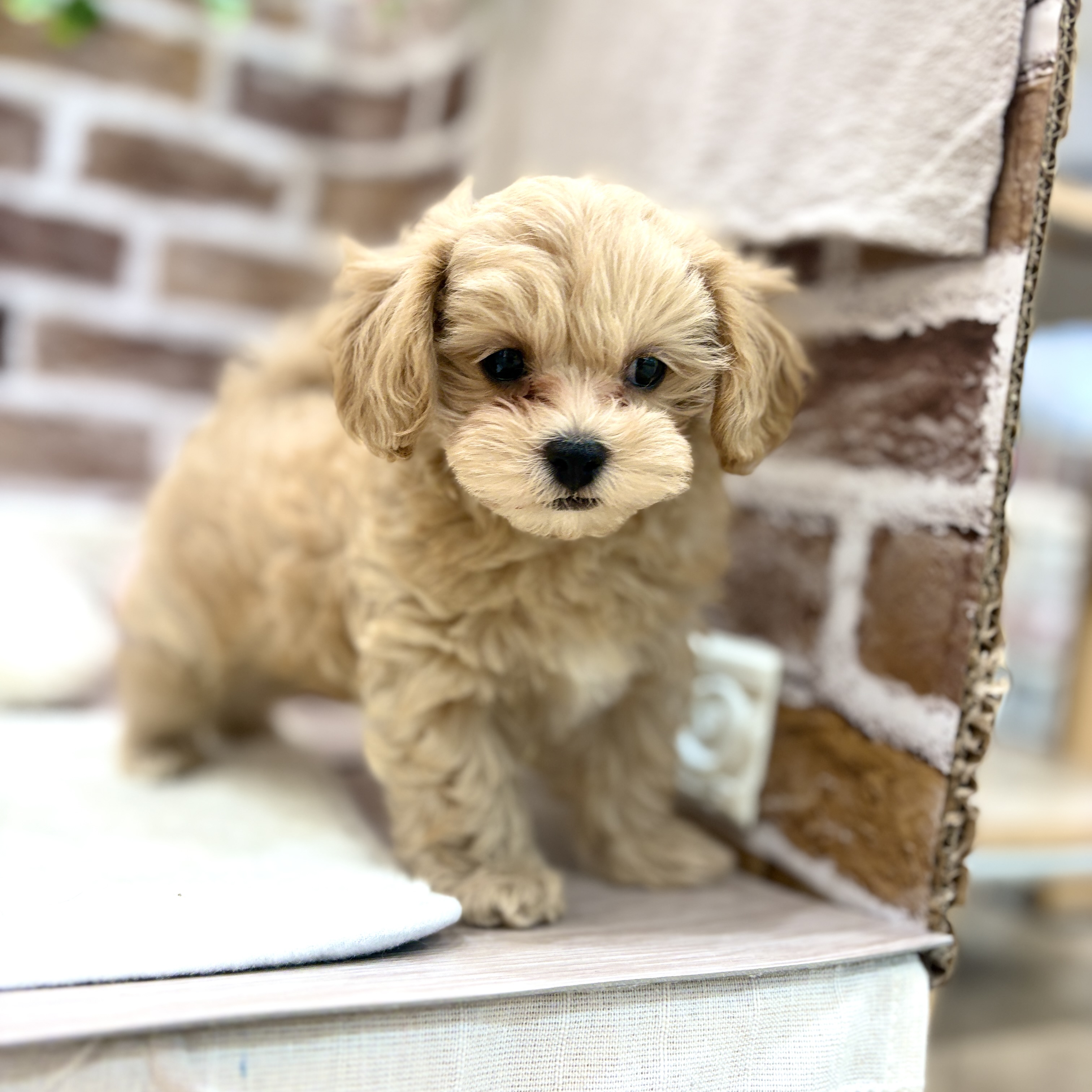 三重県のマルプー(マルチーズ×プードル) (犬の家＆猫の里三重桑名店/2026年3月31日生まれ/男の子/アプリコット)の子犬の2枚目の画像
