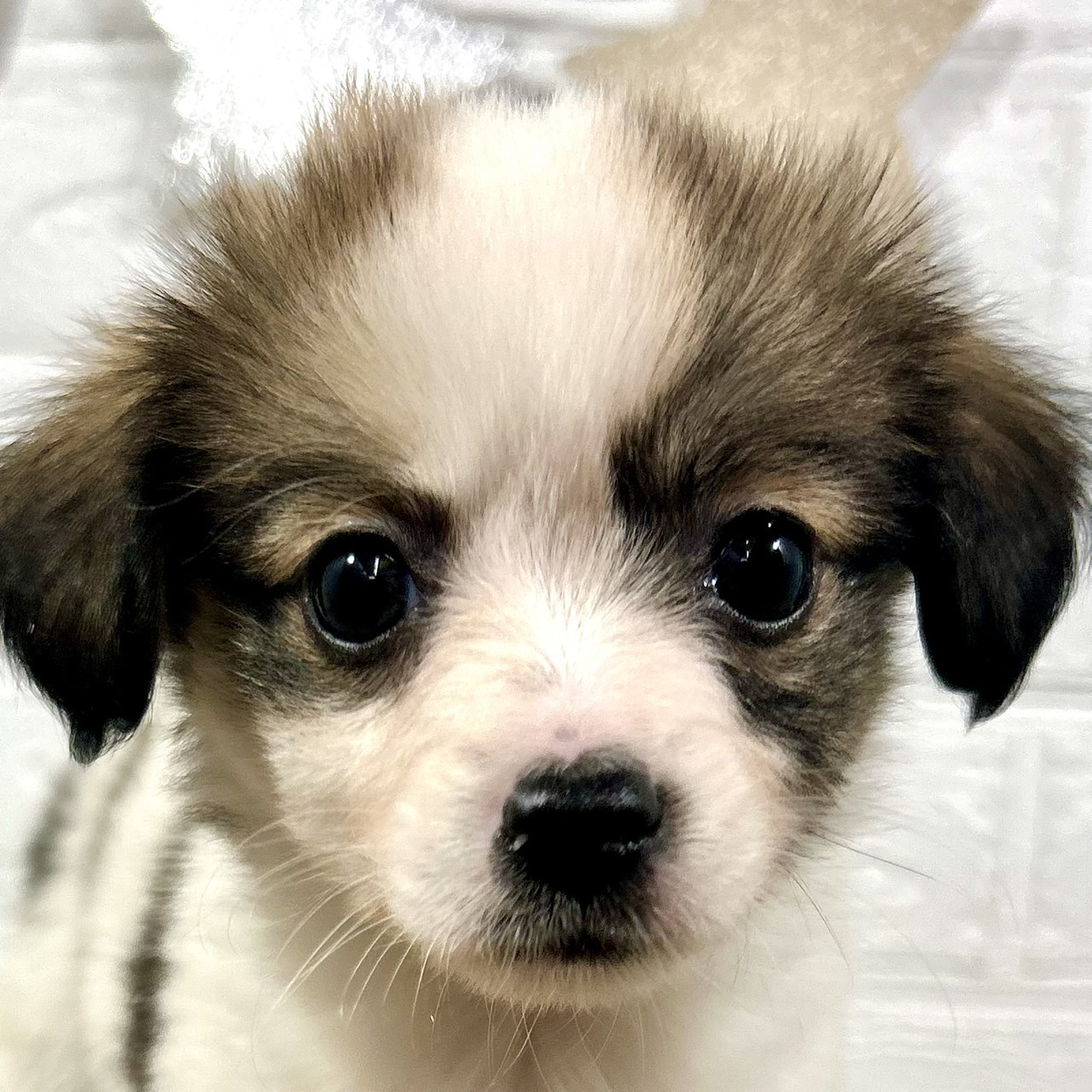 兵庫県のパピチー/チワパピ(パピヨン×チワワ) (犬の家＆猫の里ニッケパークタウン加古川店/2025年9月28日生まれ/女の子/ホワイトレッド)の子犬の1枚目の画像
