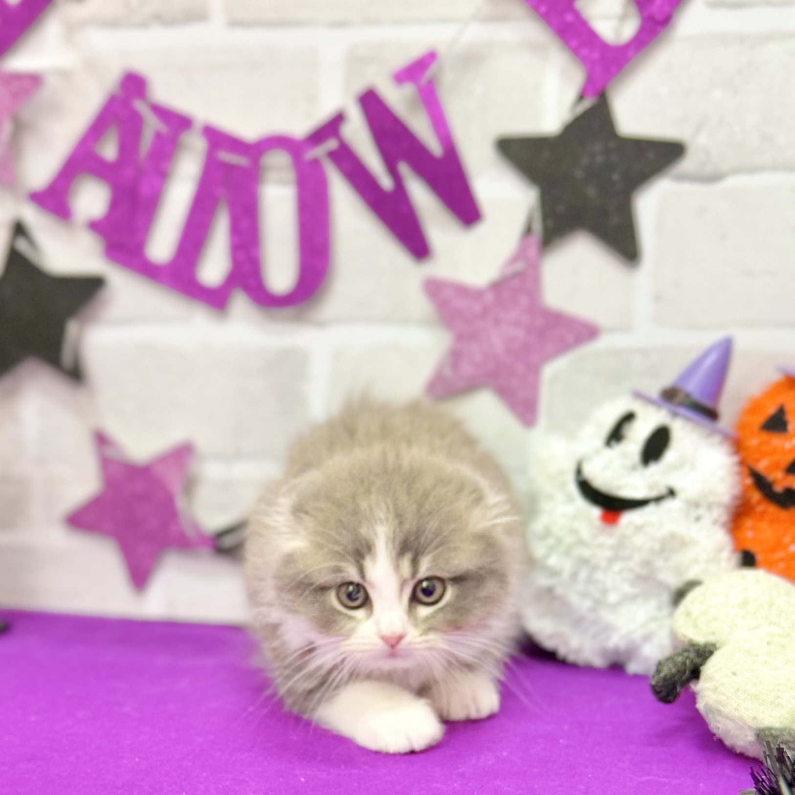 静岡県のスコティッシュフォールド (犬の家＆猫の里プレ葉ウォーク浜北店/2025年8月18日生まれ/女の子/ブルータビーホワイト)の子猫の2枚目の画像