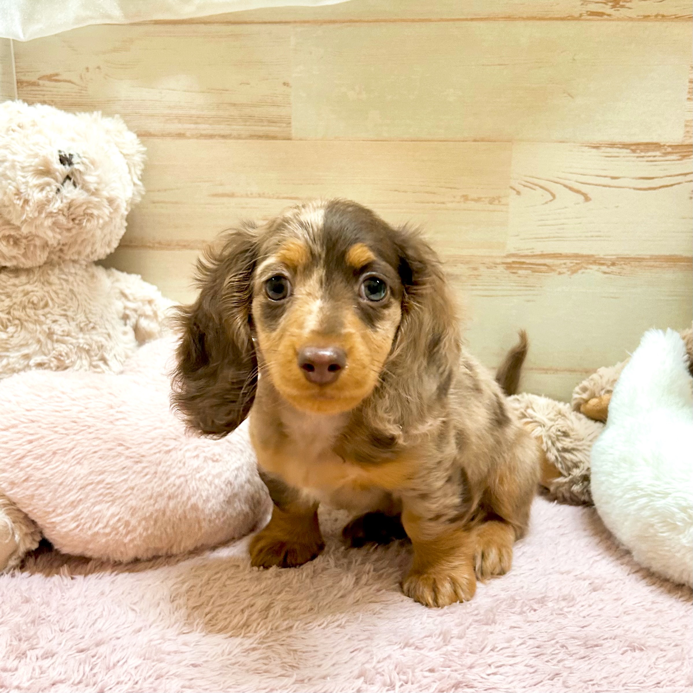 兵庫県のカニンヘンダックスフンド(ロング) (犬の家＆猫の里神戸店/2025年12月2日生まれ/男の子/チョコレートダップル)の子犬の1枚目の画像